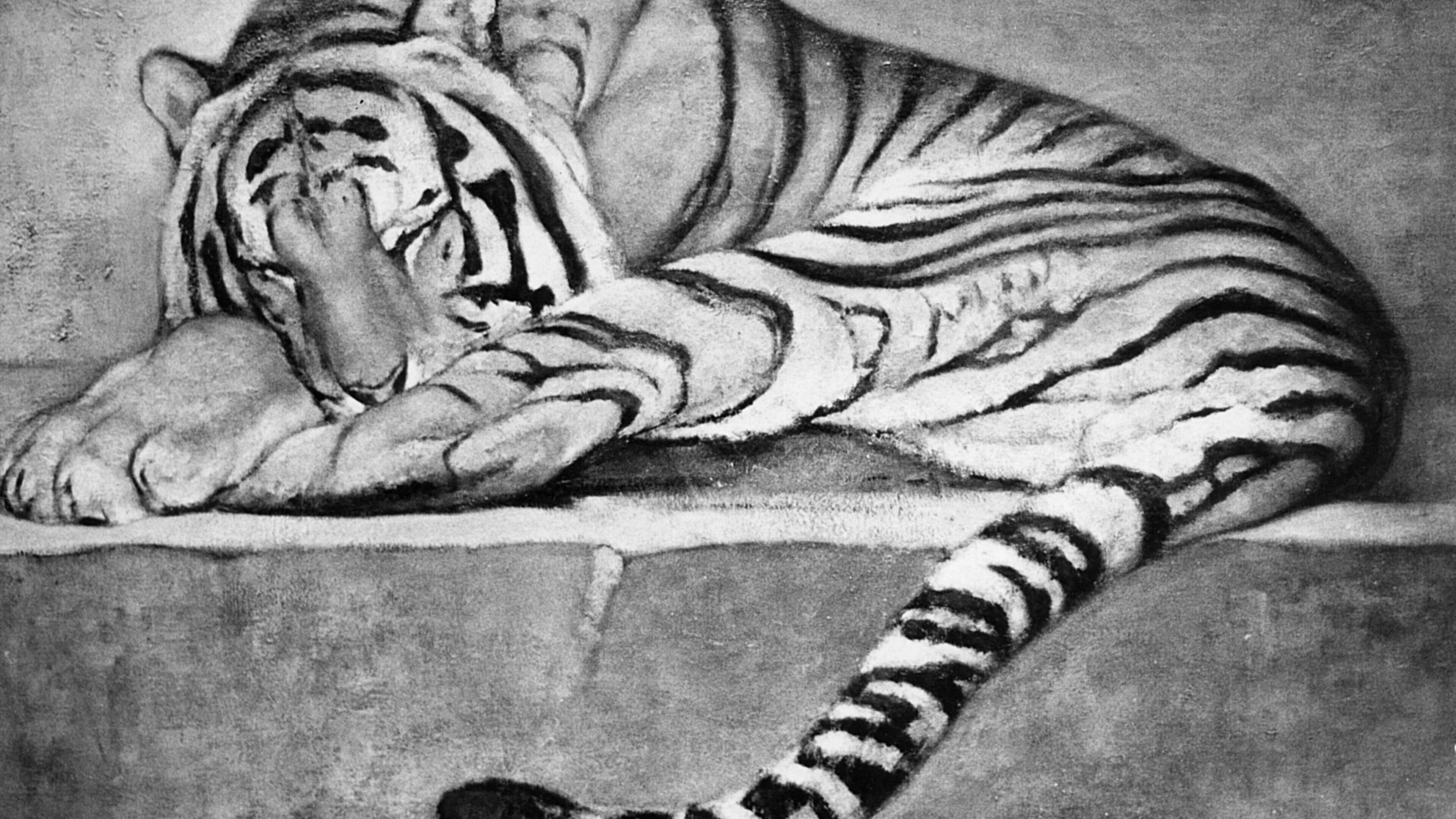 5.900 Euro für Tiger-Zeichnung von Auguste Trémont