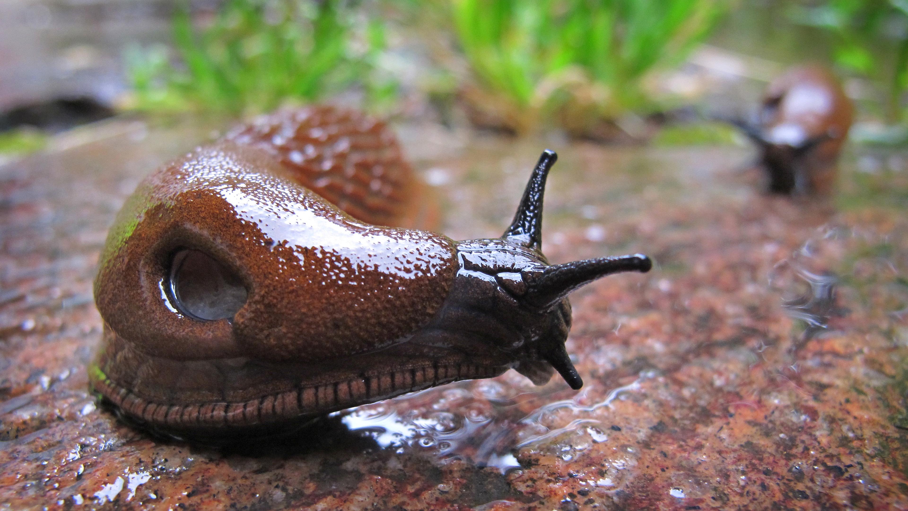 Eine Spanische Wegschnecke – ihr wissenschaftlicher Name lautet Arion vulgaris – kriecht im Regen durch einen Garten.