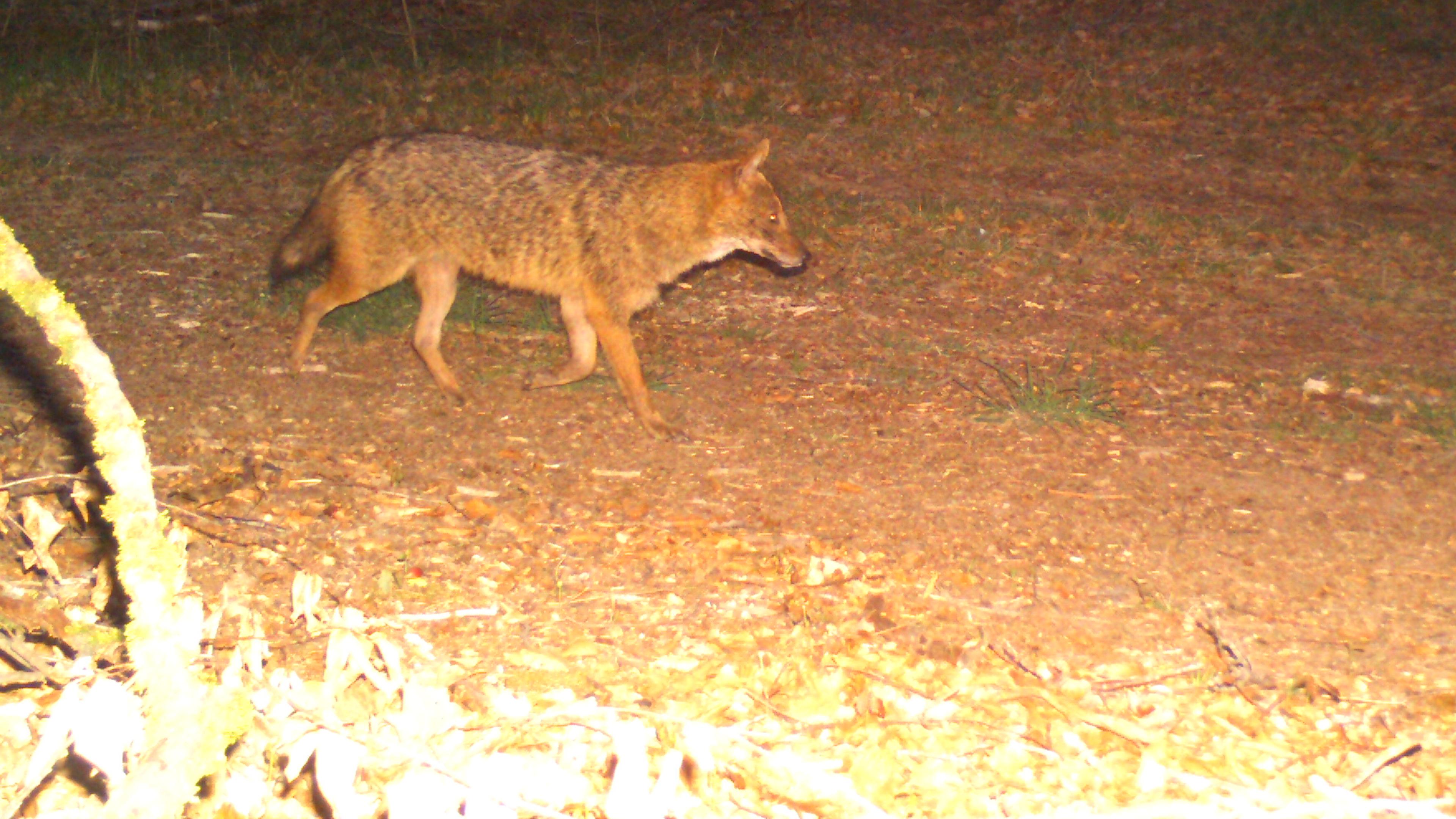 First gold jackal in Rhineland-Palatinate proven