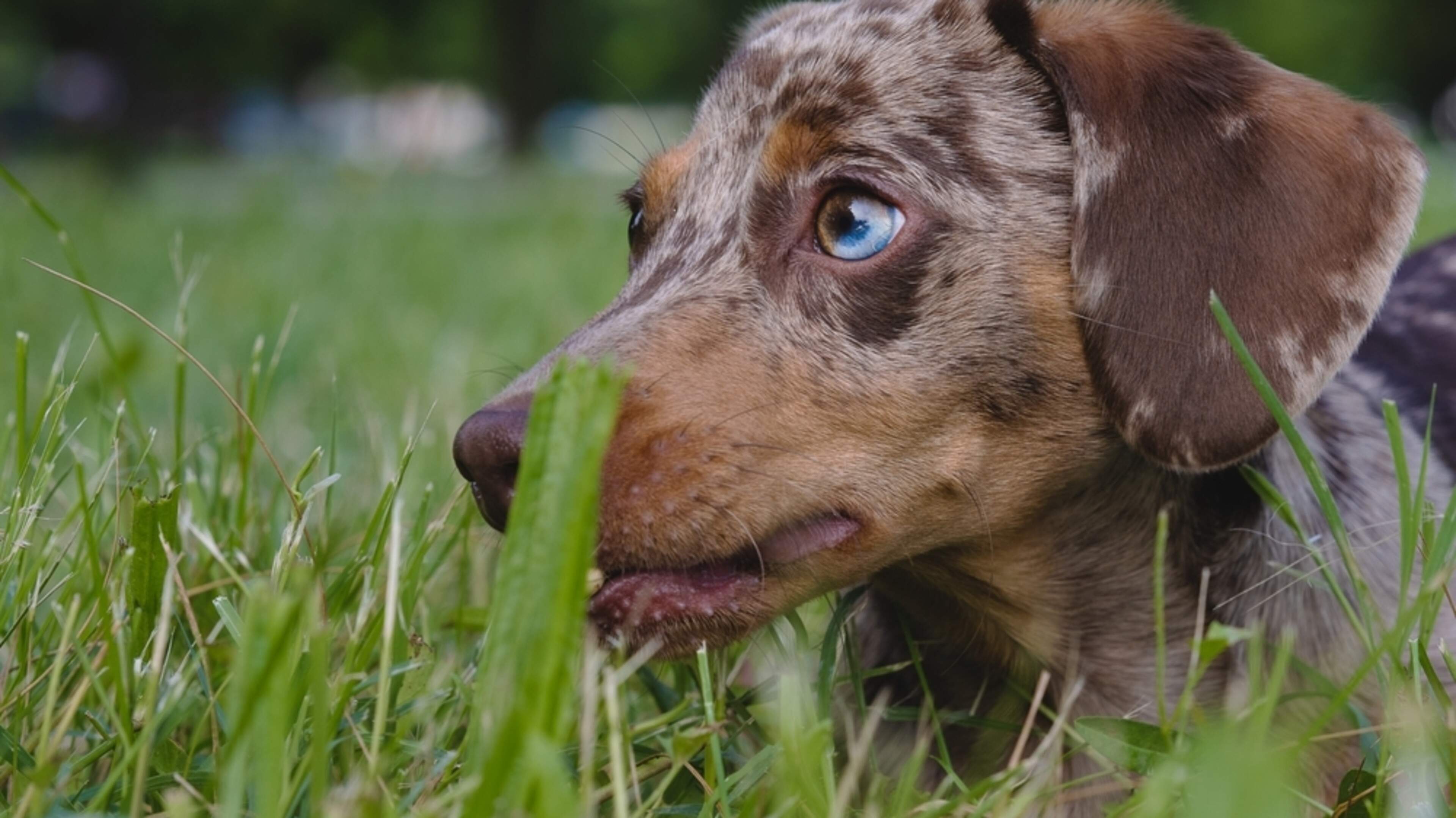 Blue Merle: Mutation mit Risiko