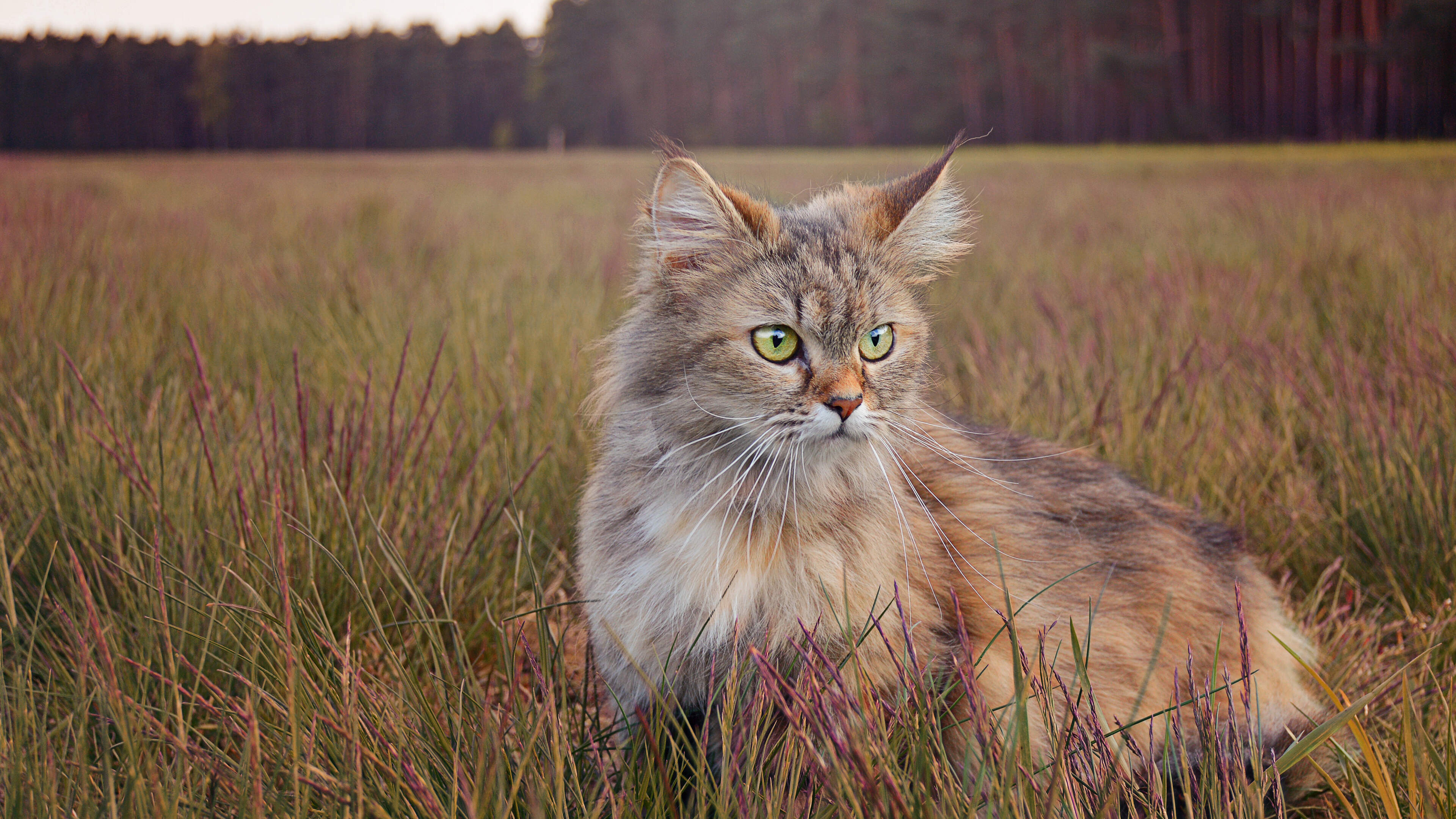 Die Norwegische Waldkatze