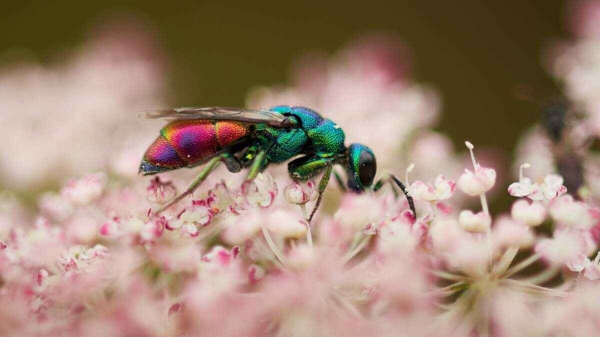 Das-fliegende-Schmuckst-ck