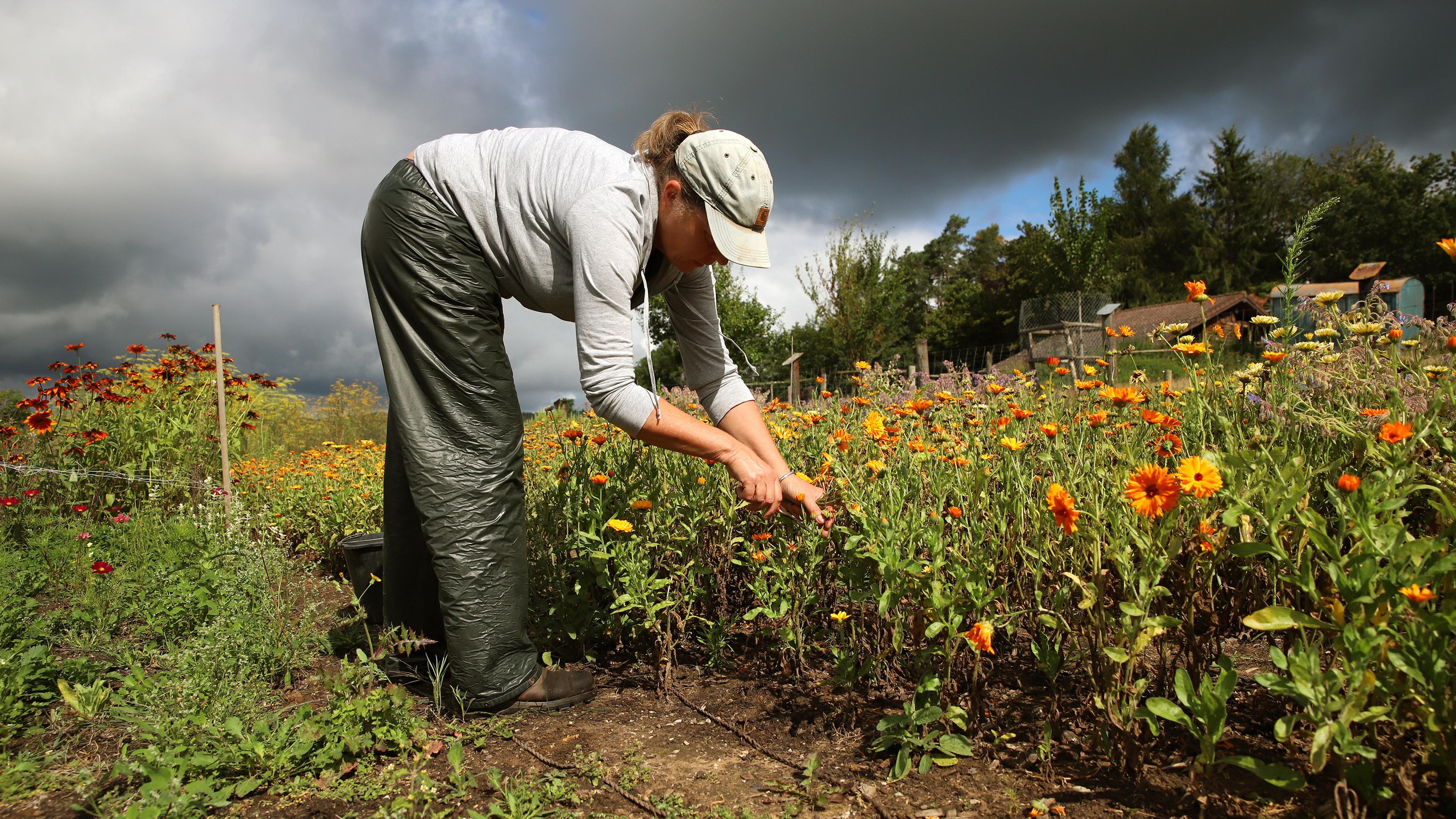 Plants instead of pills? Why gardens keeps healthy