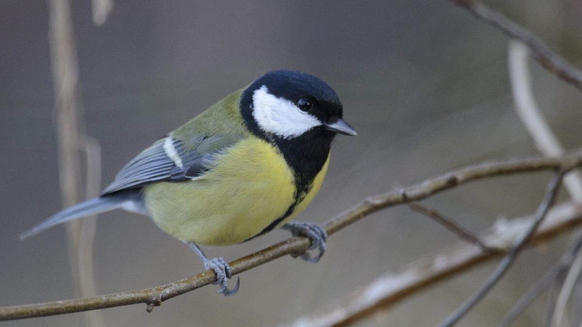 kohlmeise-verteidigt-titel-als-h-ufigster-wintervogel-luxemburgs