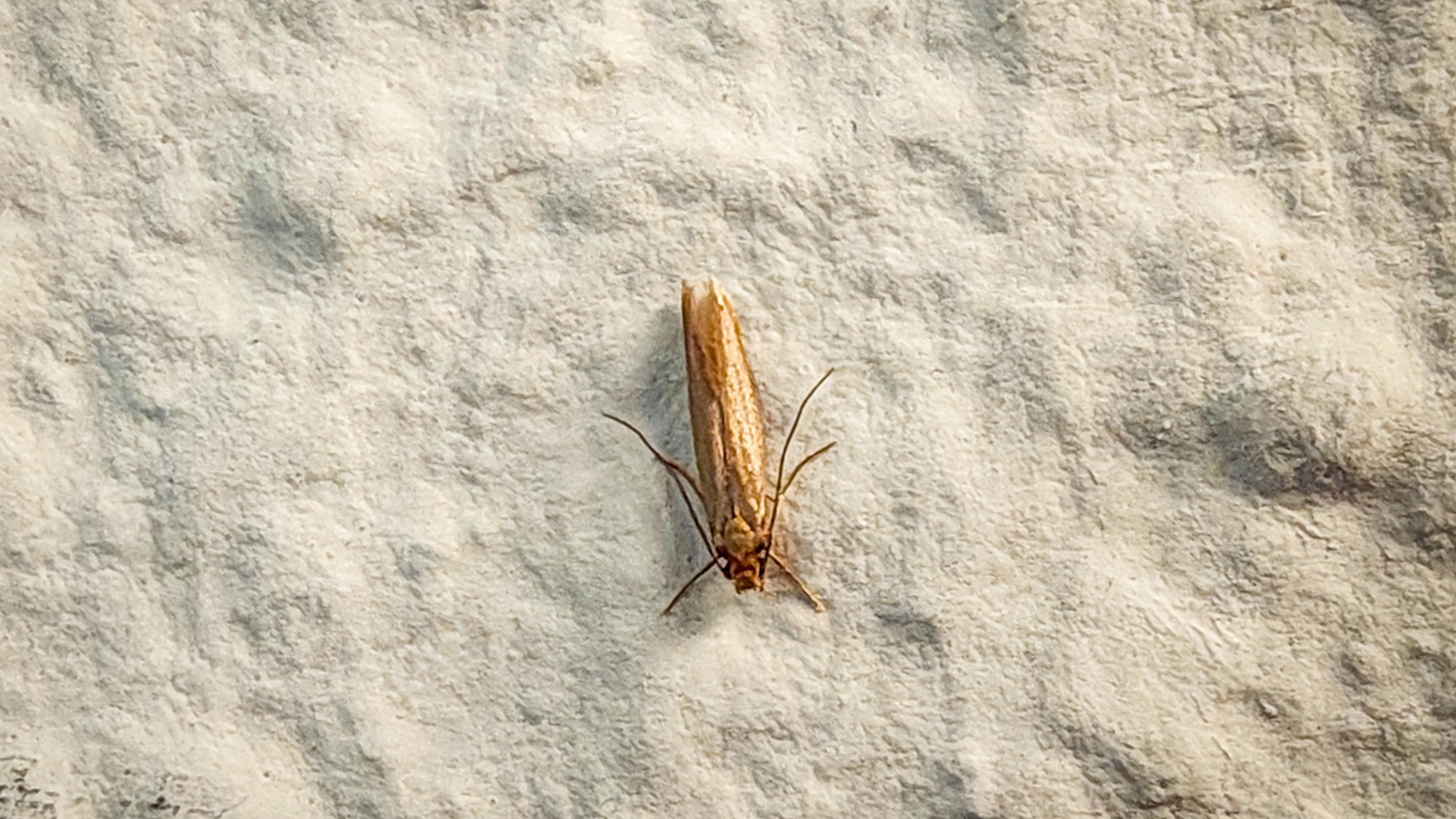 Plants in the closet: get rid of clothing moths in the long term
