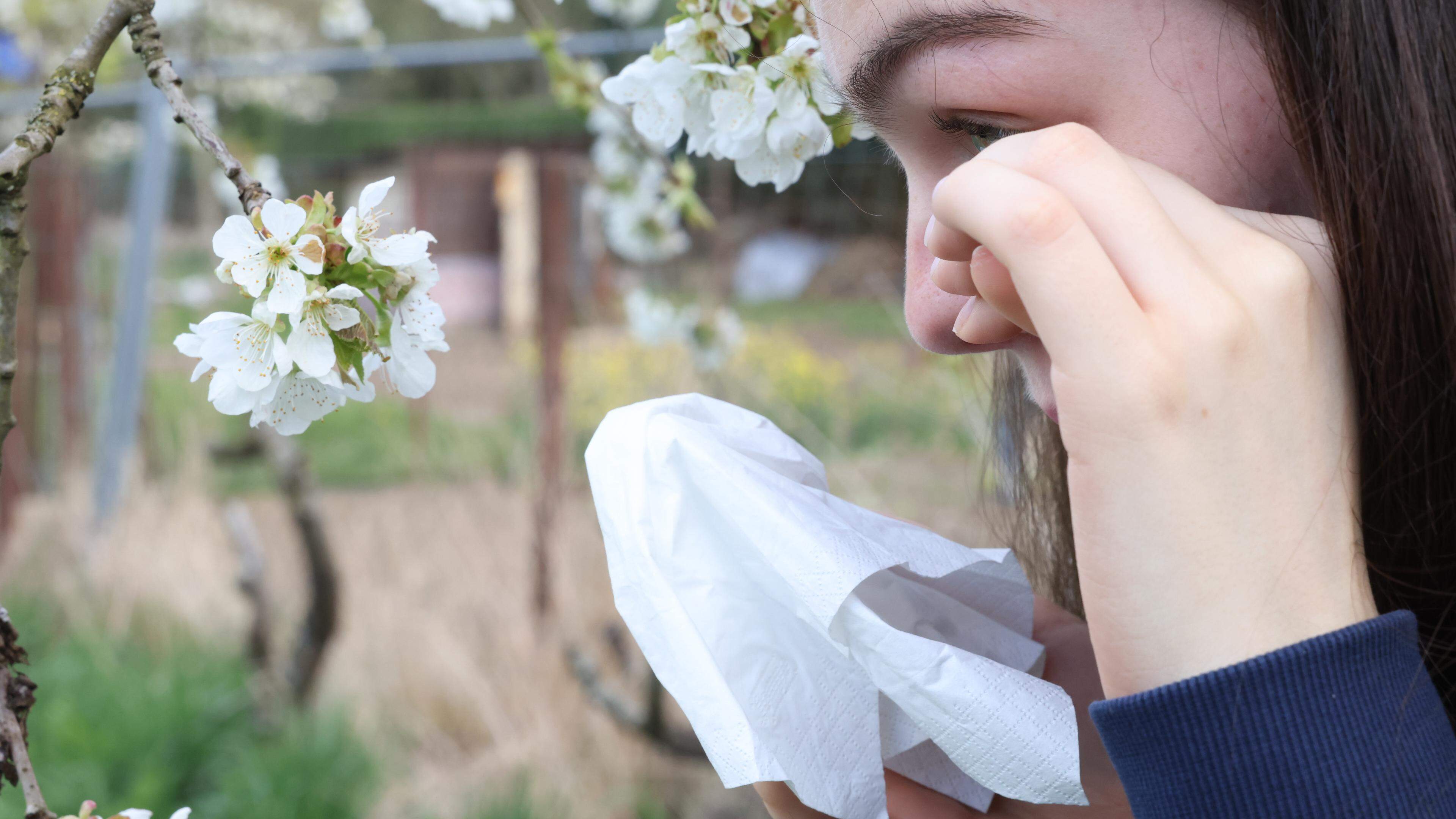 Rette sich, wer kann: Seit diesem Monat gibt es eine neue App, mit der man den Pollenflug in Echtzeit verfolgen kann.