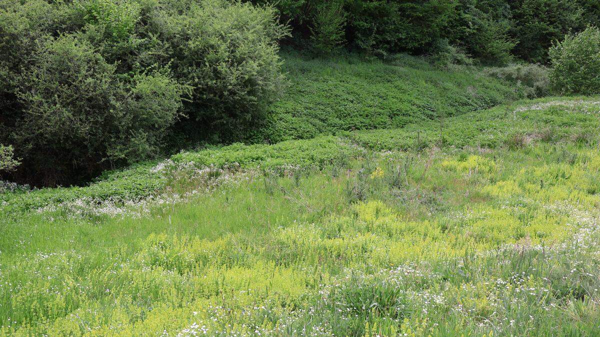 Eine-Blumenwiese-wie-fr-her