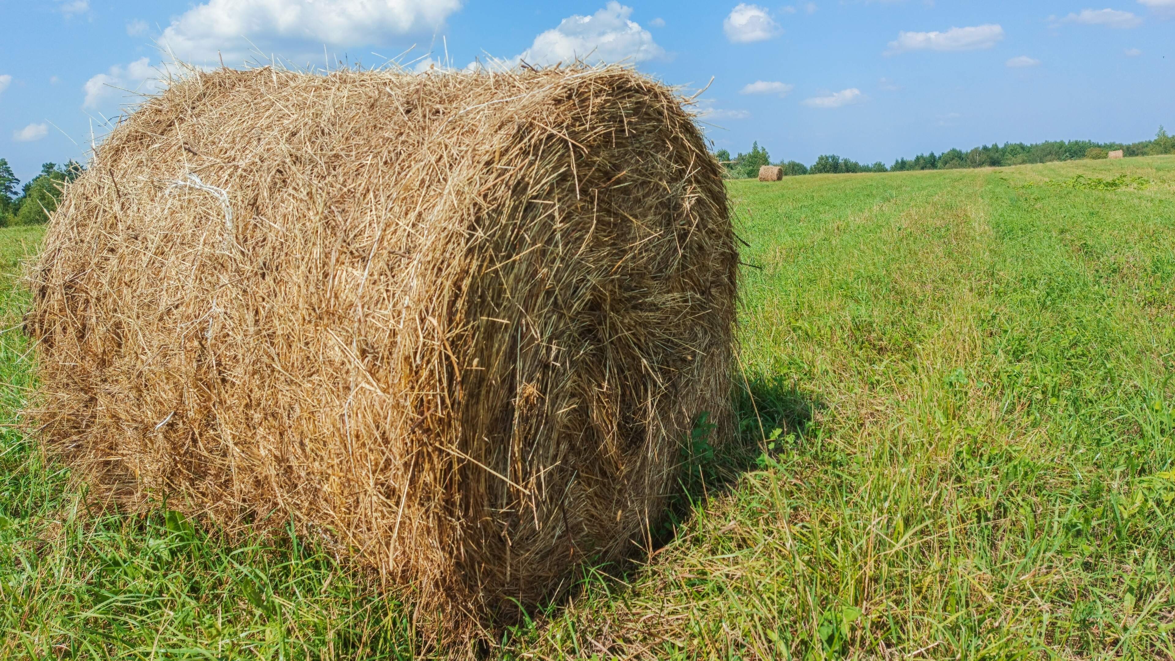Die Hitze erinnert mich an eine unschöne Erfahrung mit einem Heuballen