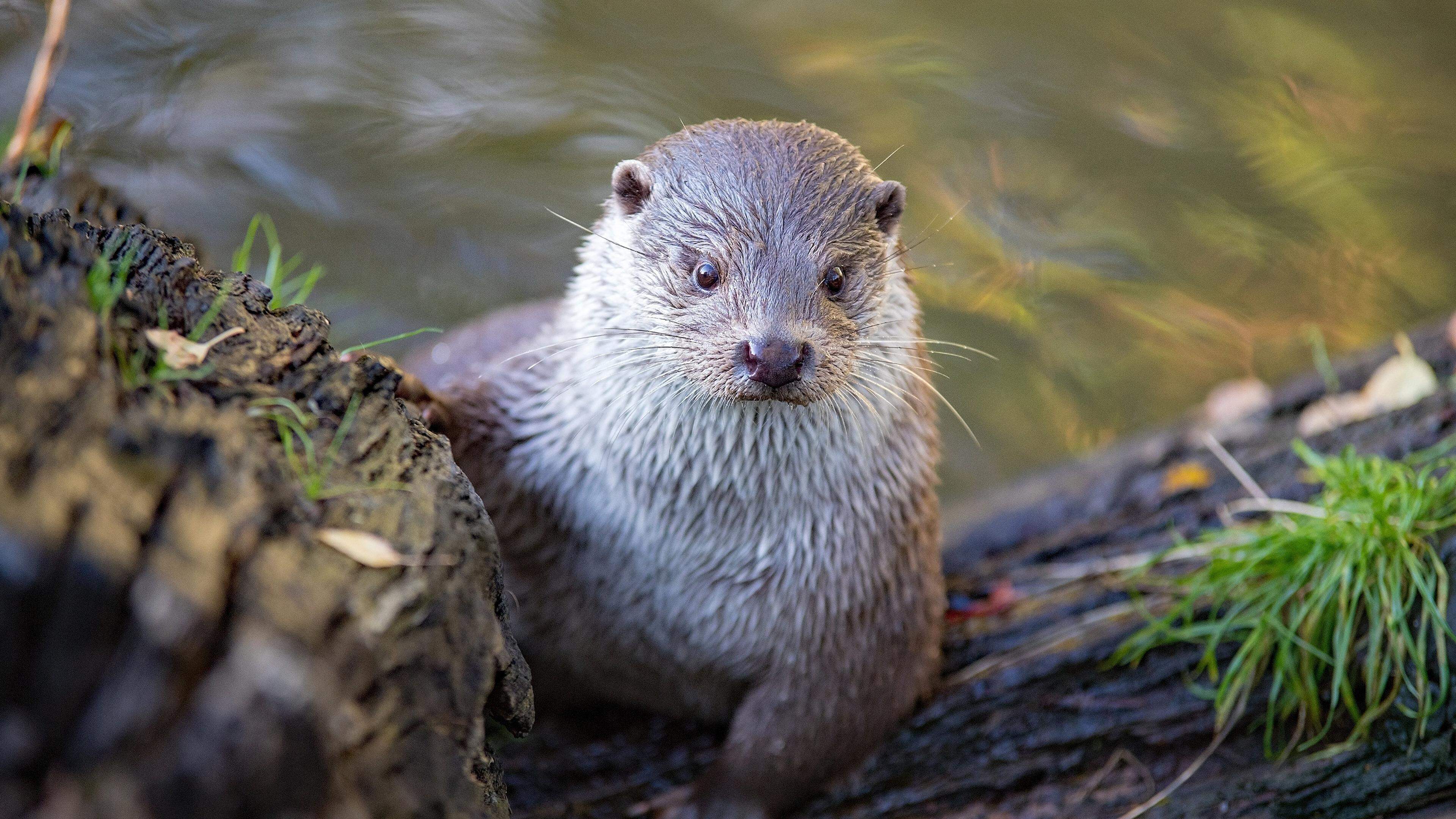 The Ourtal in Luxembourg: A port of peace in which the hope for the return of the otter whispers