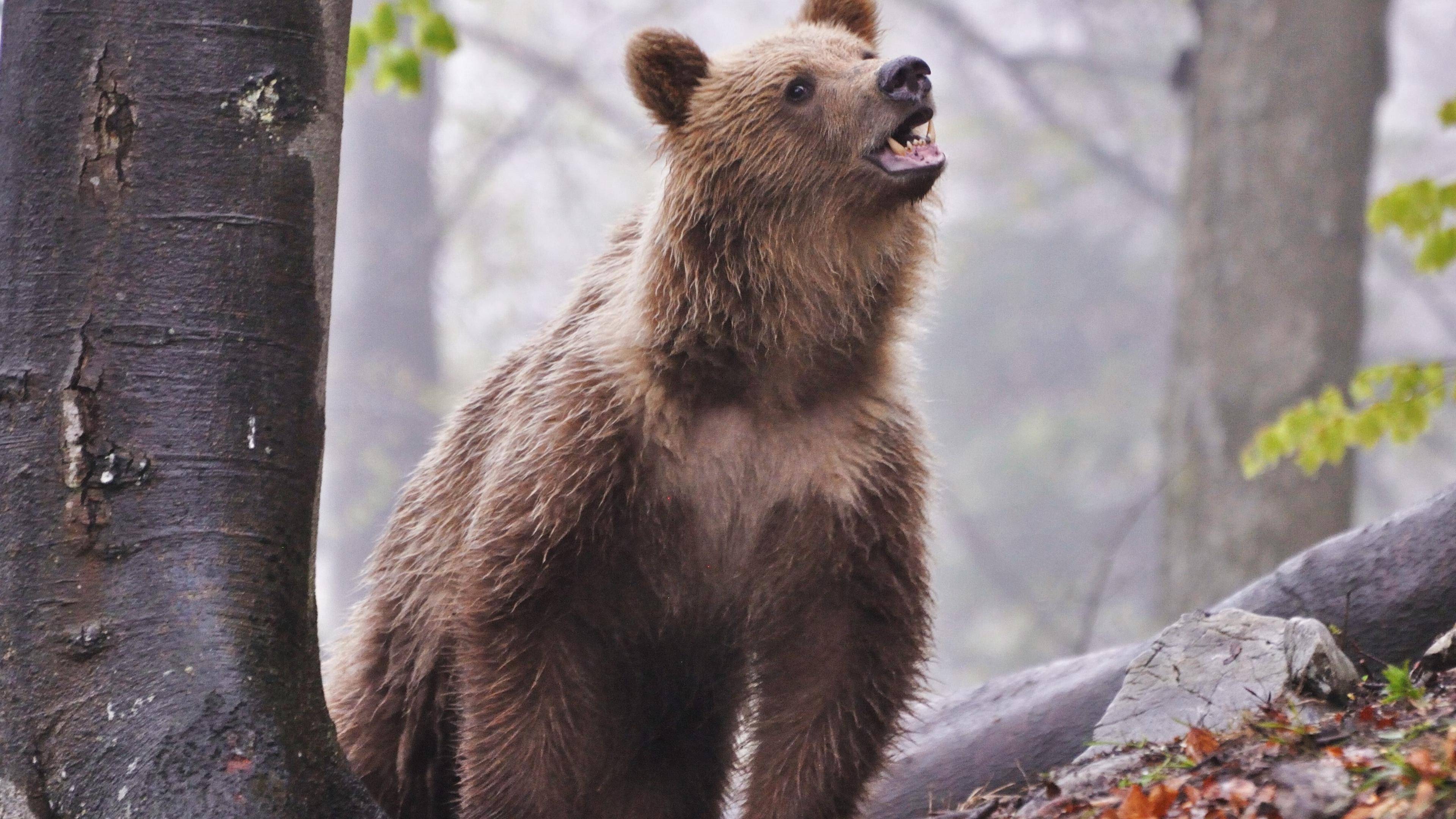 In den vergangenen Wochen wurden in der Slowakei mehrere Menschen bei unfreiwilligen Begegnungen mit Braunbären verletzt. 