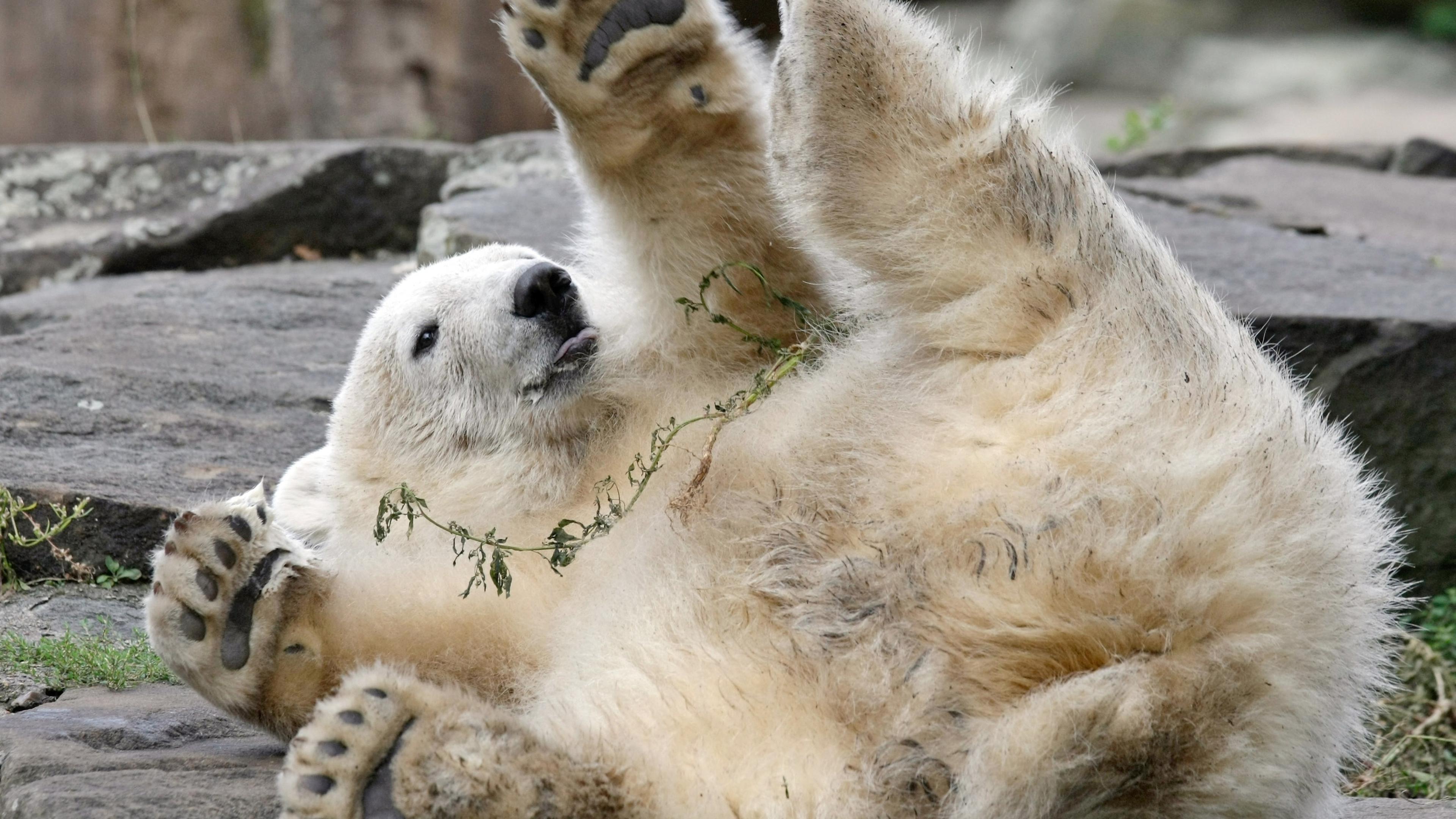 Deutschlands ältester Zoo wird 175 | Luxemburger Wort