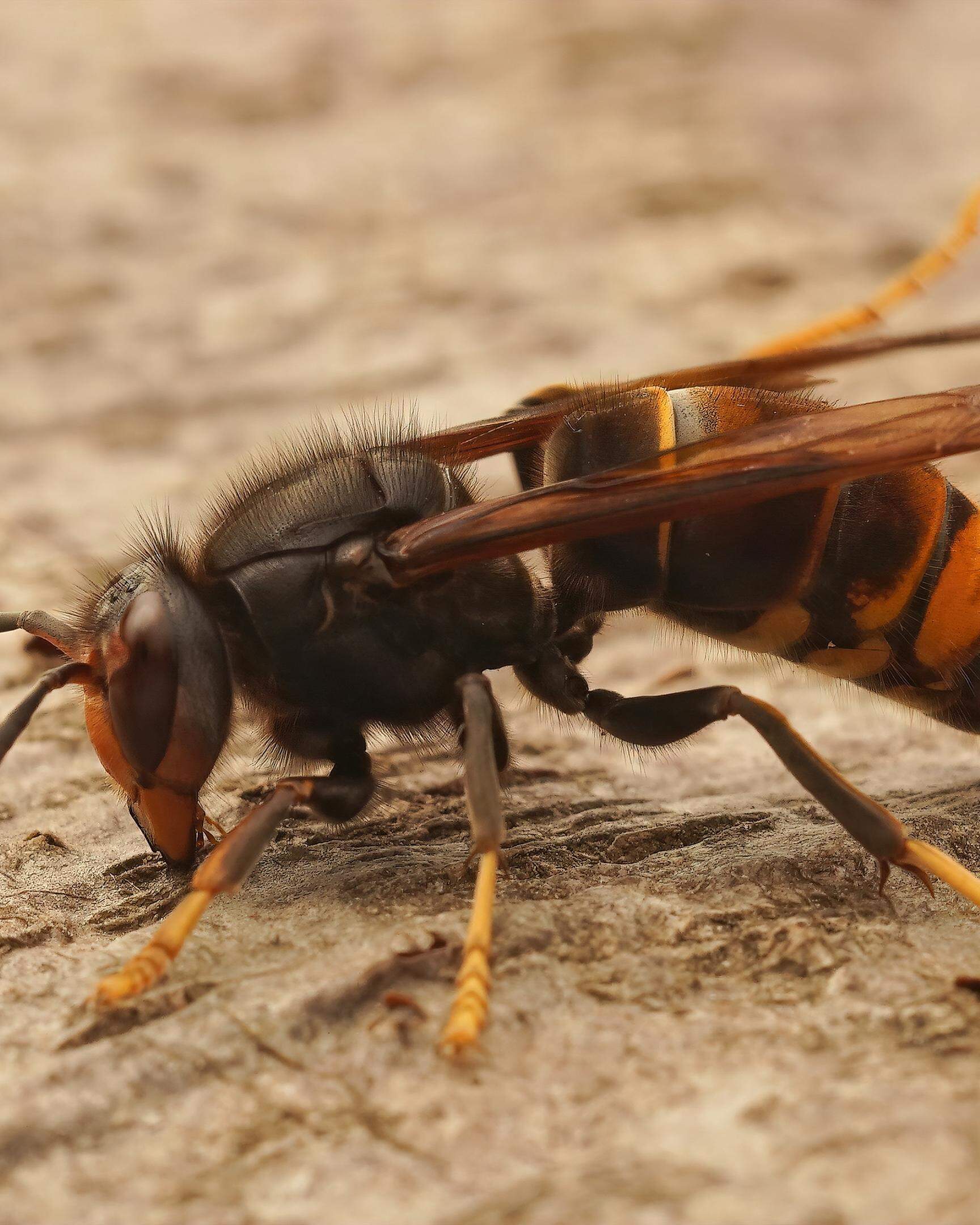 Binnen kürzester Zeit kann eine asiatische Hornisse einen Bienenstock zerstören.  Foto: Marc Wilwert