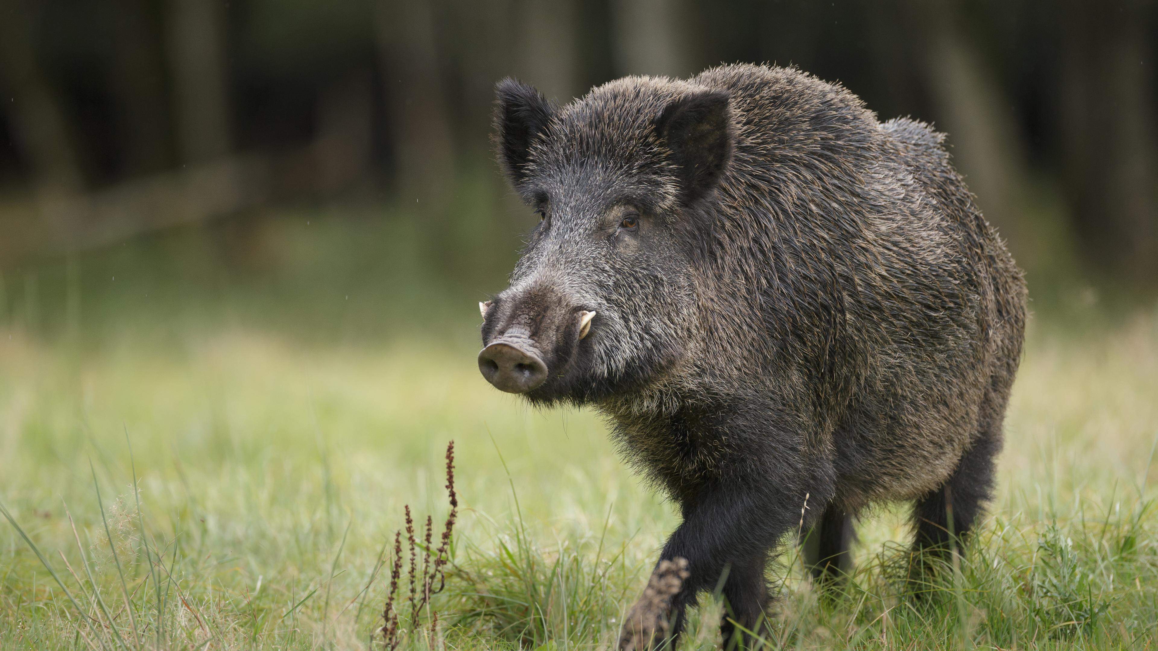 Die Naturverwaltung plant eine Fallenjagd auf Wildschweine im Naturschutzgebiet Haff Réimech. Der Jägerverband ist damit nicht einverstanden.