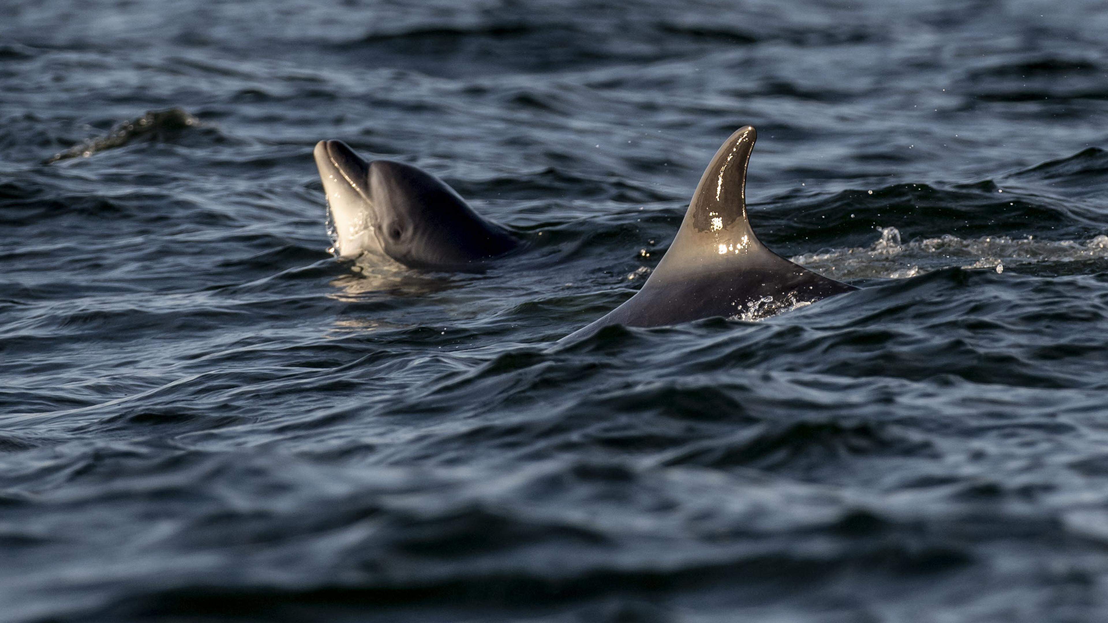 Animal Rights Activists Protest Whaling Town of Taiji Over Marine Mammal ‘Slaughter’