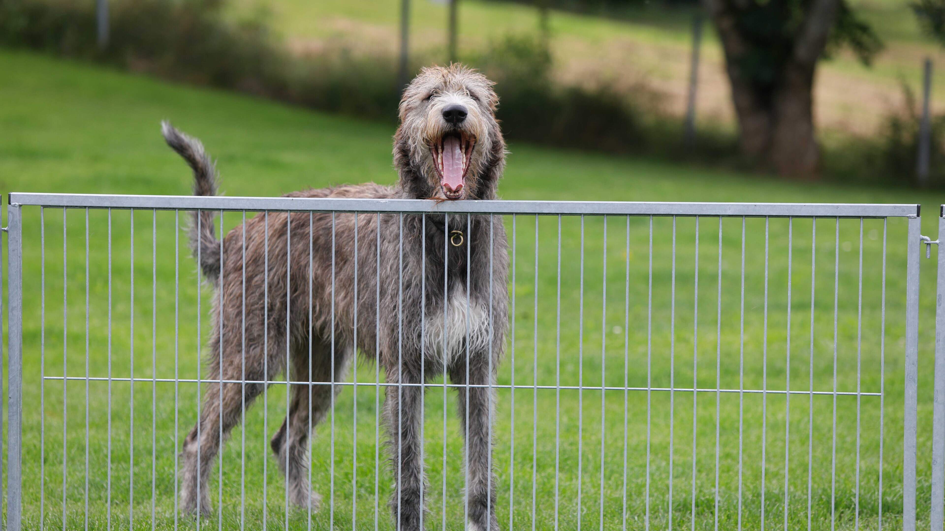 Bellender Protest: Auch Hunde haben Rechte