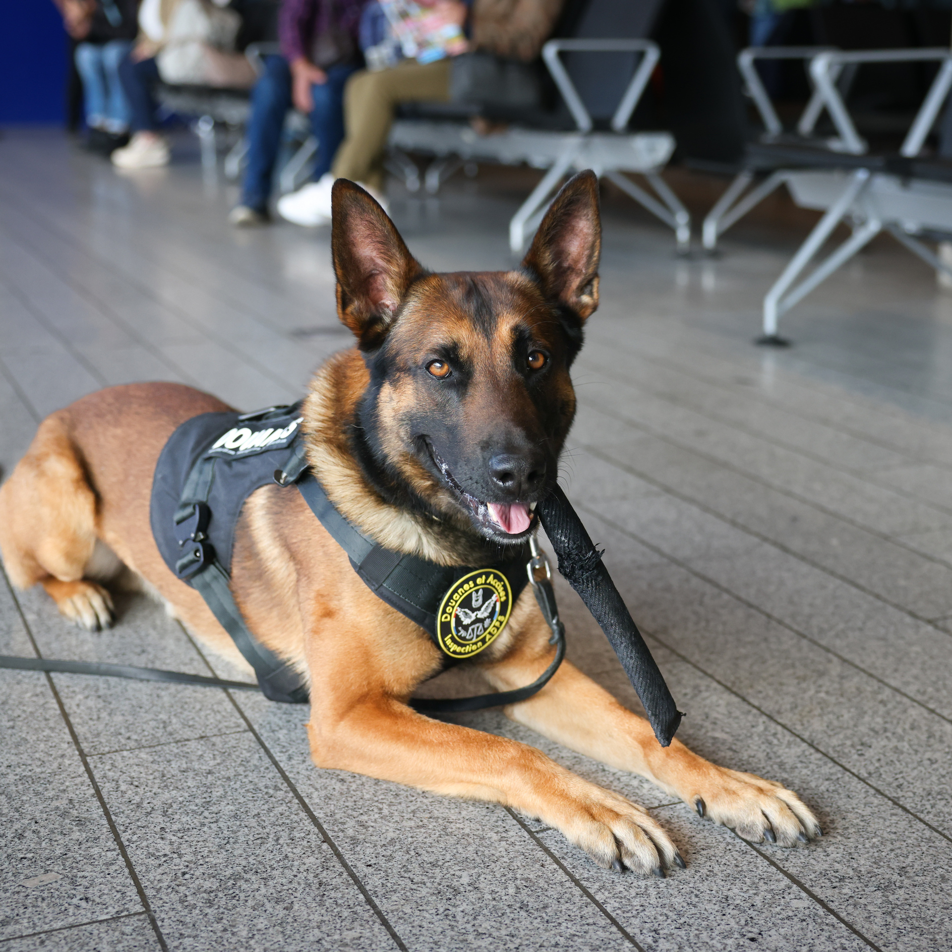 On a suivi Kobe et Zita, les chiens renifleurs de l'aroport de Luxembourg  | Virgule