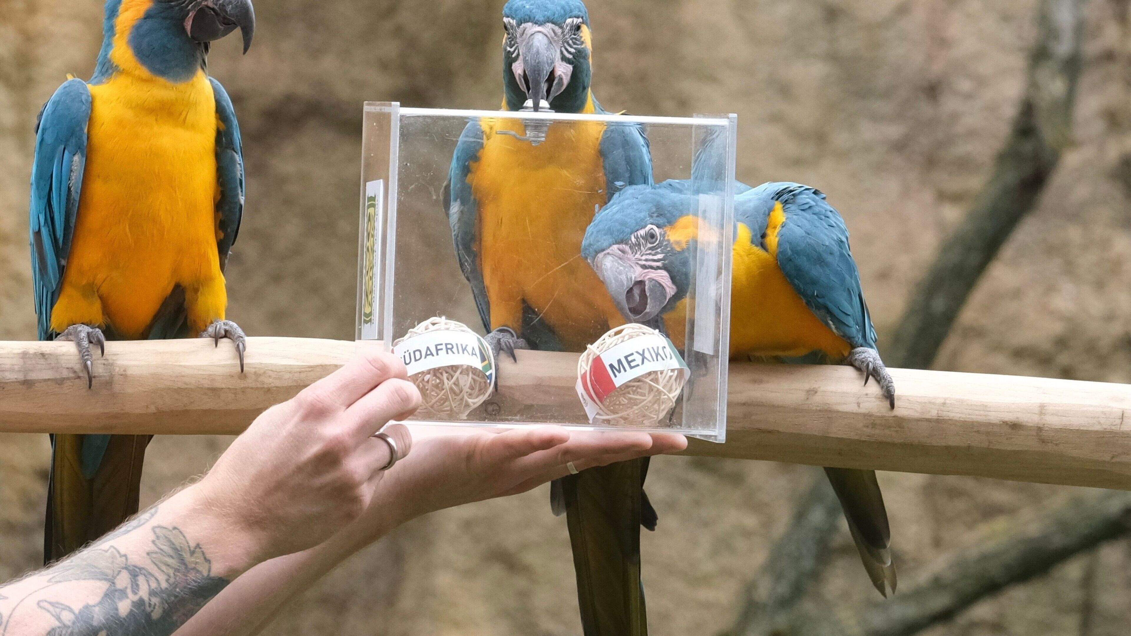 Bilder des Tages: Arakel statt Orakel