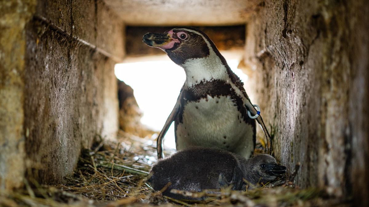 So-geht-es-dem-Pinguin-Nachwuchs-in-Bettemburg