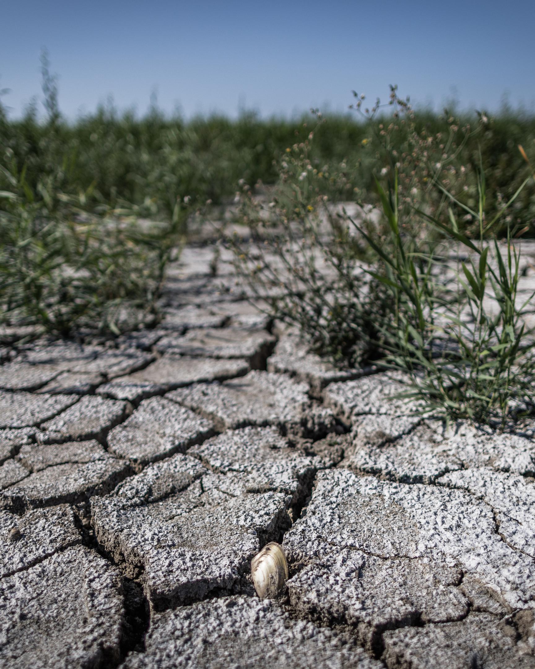 Eine Muschel liegt auf einem Stück Boden, das nach dem Bruch des Dammes Kachowka ausgetrocknet ist. 
