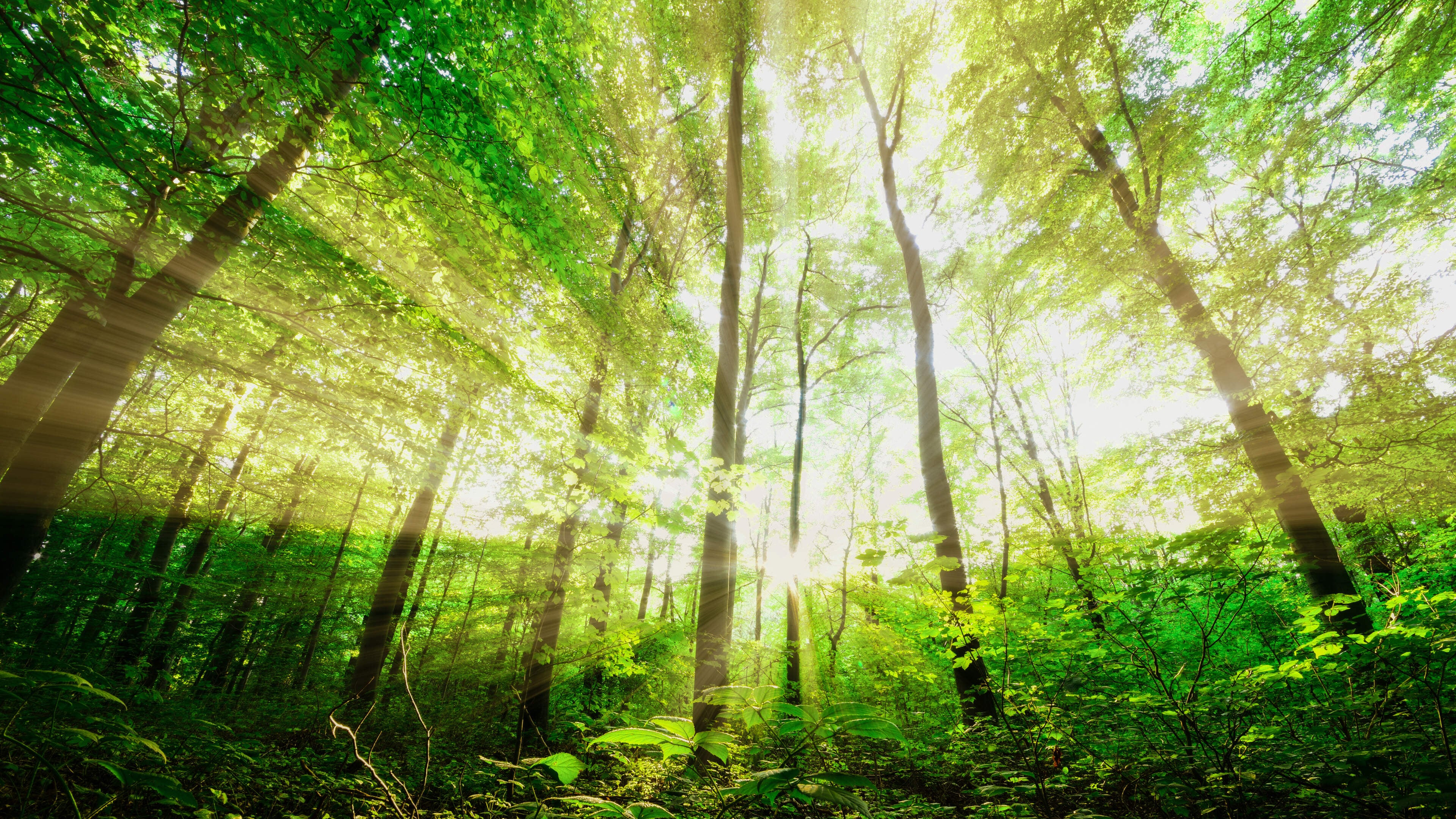 Vom Baum zum Bau – mit Verantwortung