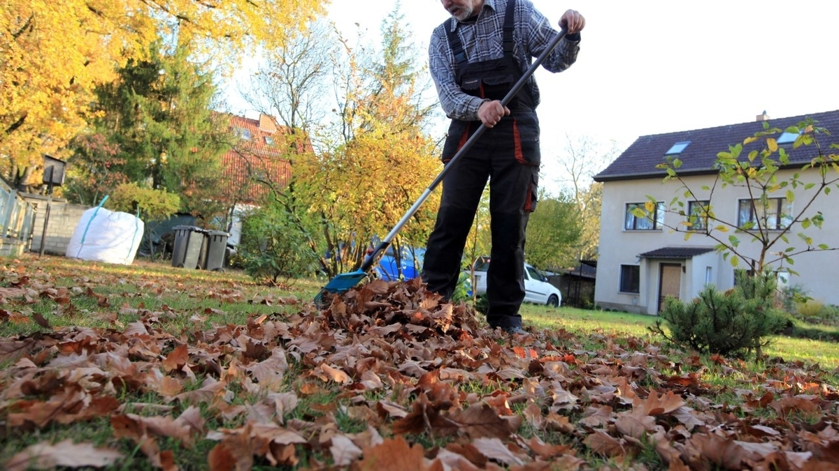 rasensamen ohne dnger Rasensamen fr den Garten | Qualitt fr krftige Saat