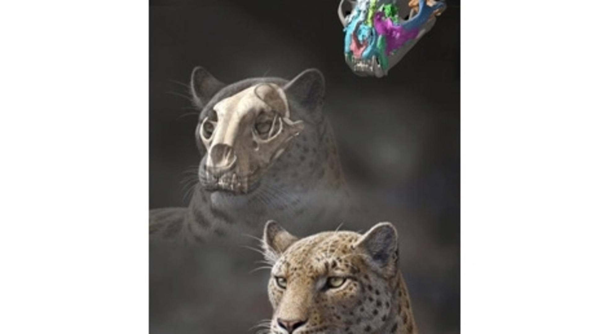 Bislang ältestes Großkatzen-Fossil entdeckt | Luxemburger Wort