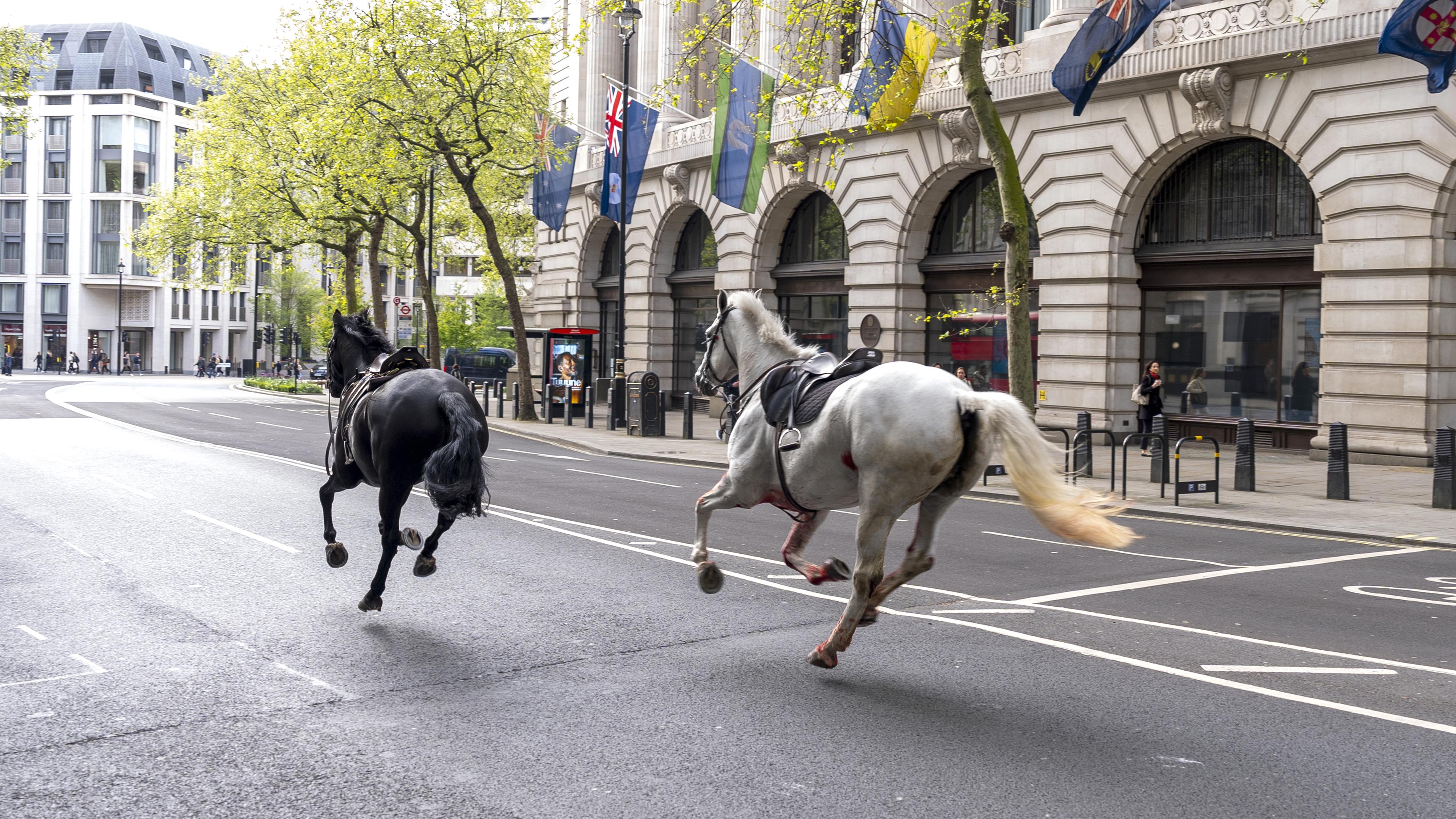 24.04.2024, Großbritannien, London: Zwei Pferde laufen durch die Straßen von London in der Nähe von Aldwych. Foto: Jordan Pettitt/PA Wire/dpa +++ dpa-Bildfunk +++