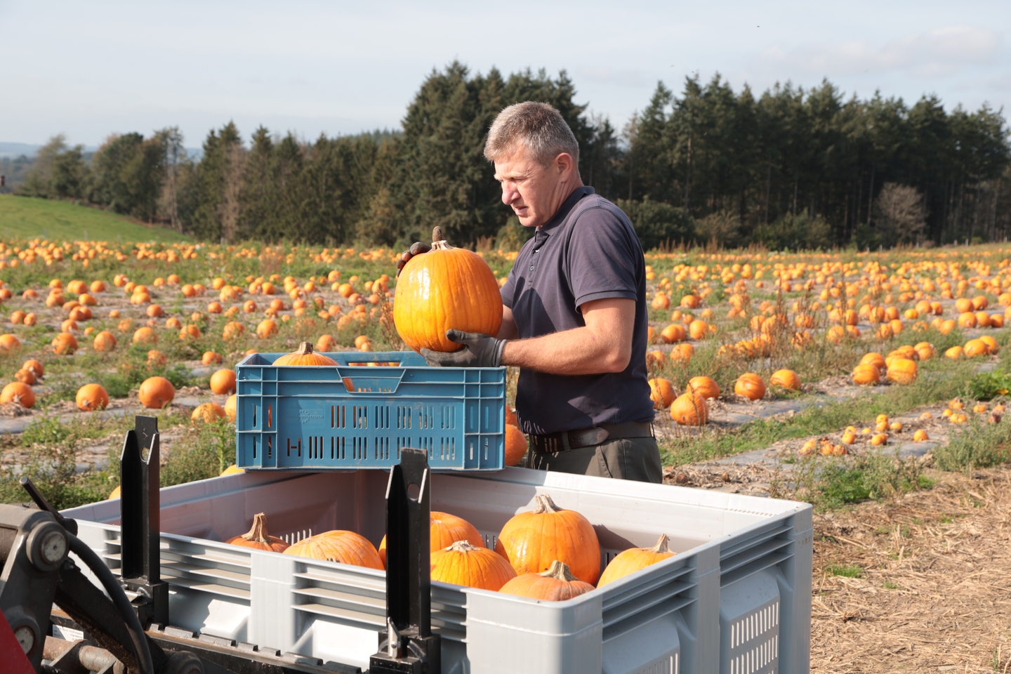 Couverture Jetée Huntington Home Harvest 50x60 Pouces - Citrouilles Et Camion - NEUF
