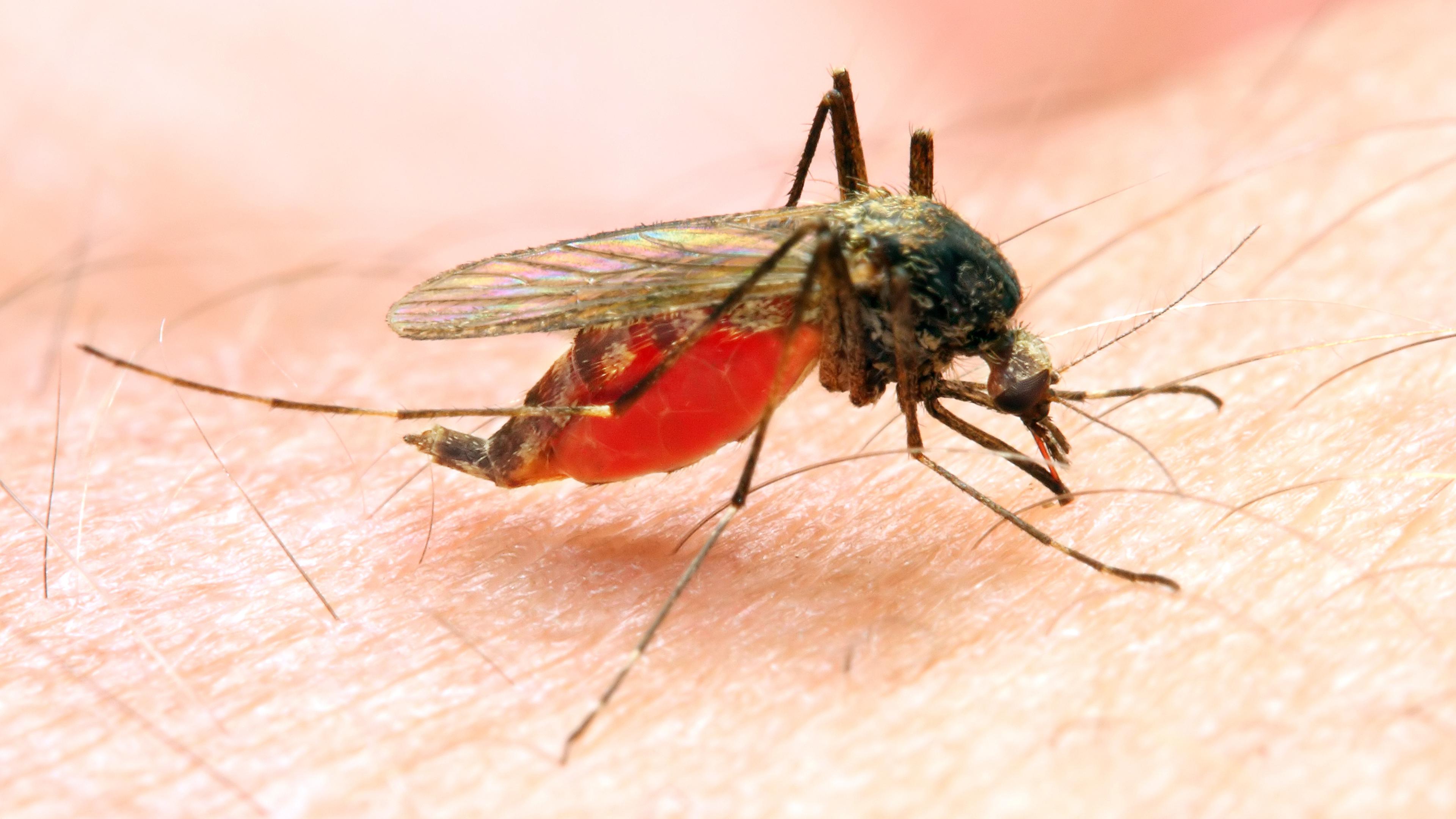 Комар малярийный комар членистоногие двукрылые. Малярия комар. Мокрецы кровососущие. Малярийный комар это паразит.