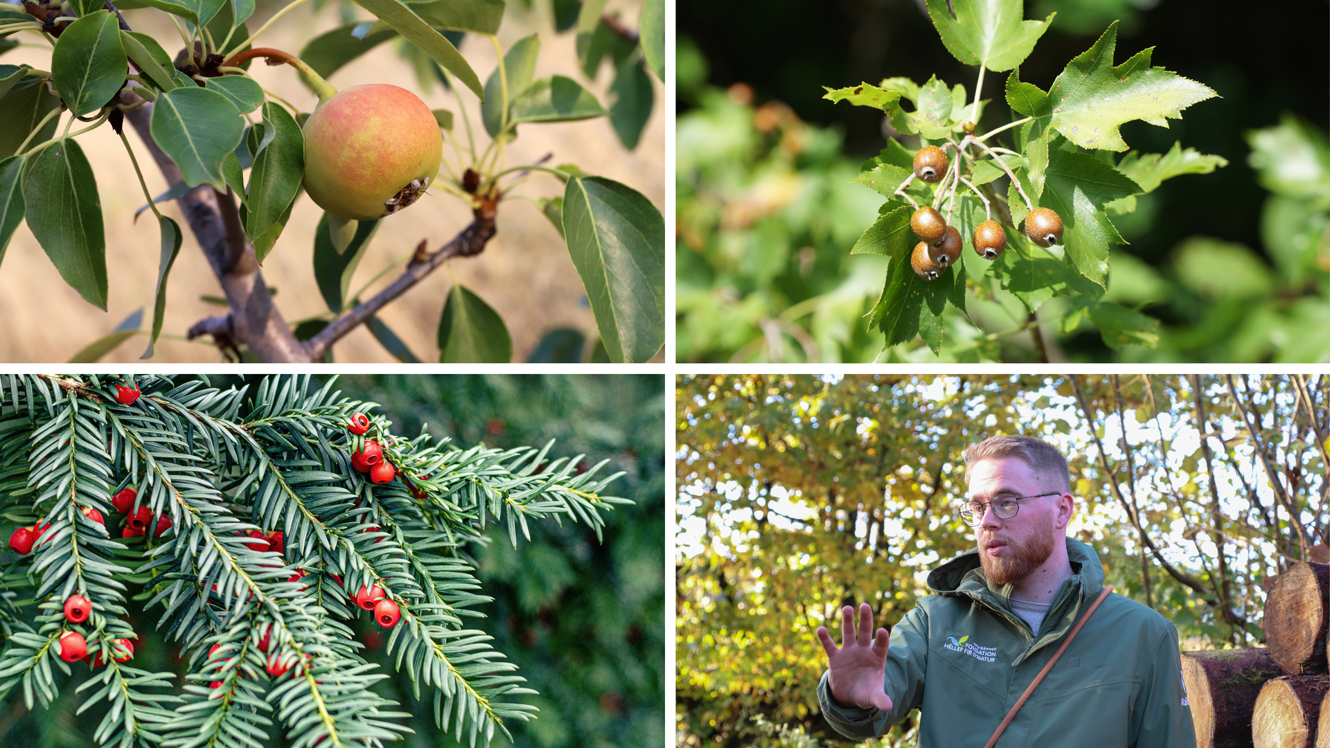 fagus mercedes Fagus sylvatica 'Mercedes', Fernleaf European Beech – Dancing Oaks Nursery  and Gardens