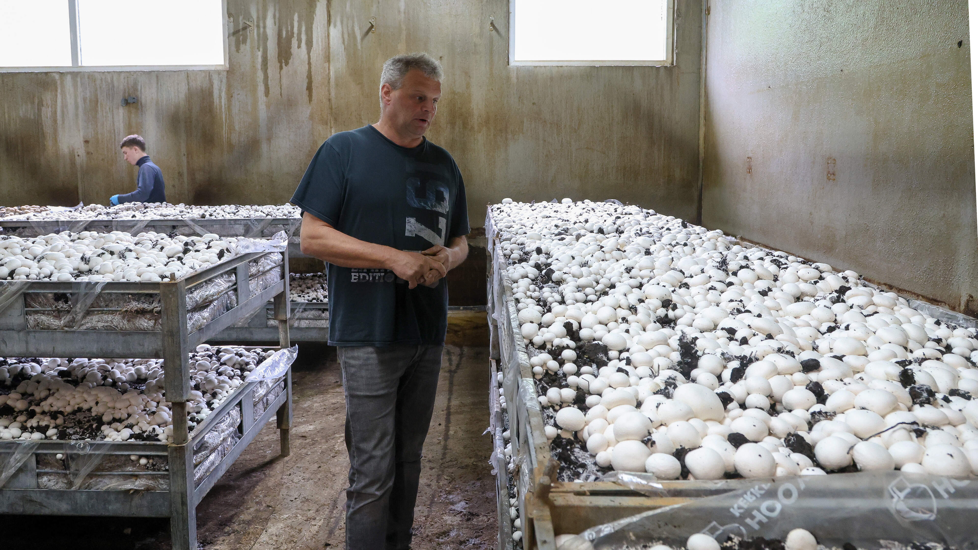 Vom Schweinestall zur Pilzfarm: saisonal, lokal, Handarbeit