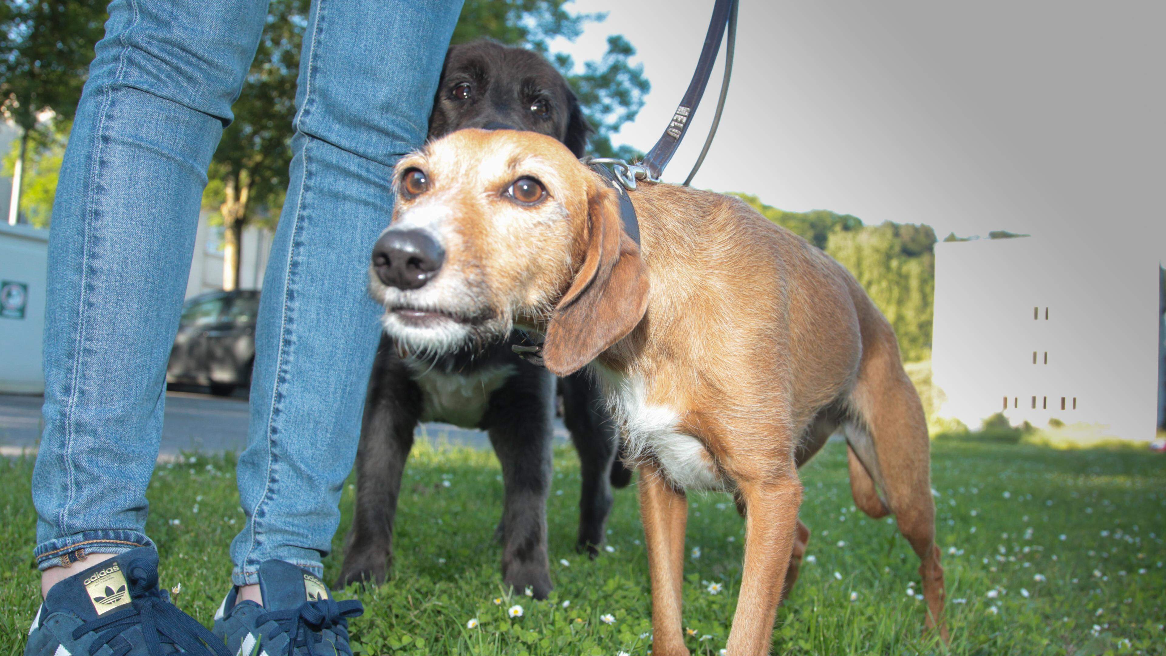 Des tests ADN contre les crottes de chien un mod le pour le