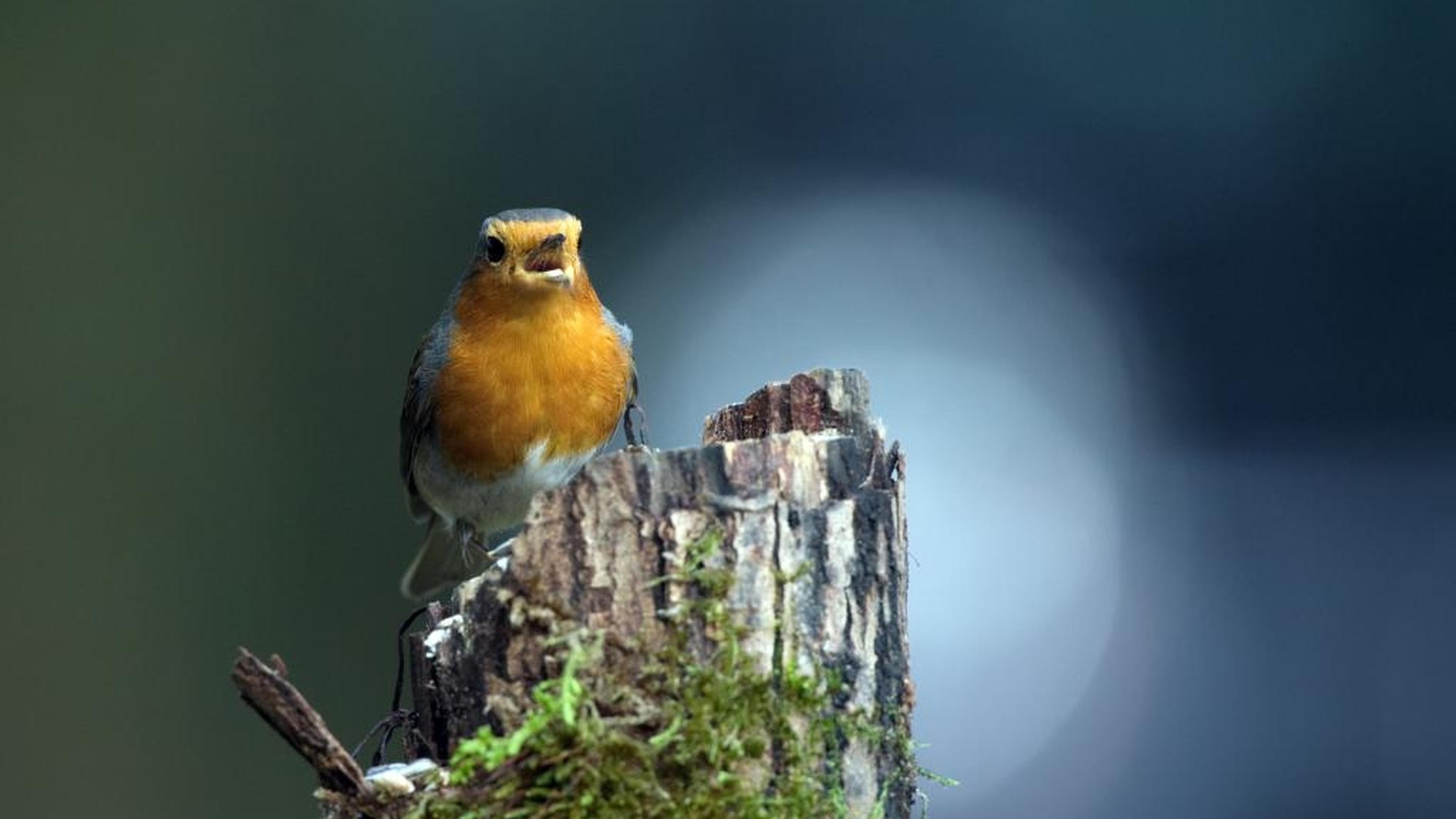 Pensioners have illegally caught and acted thousands of songbirds