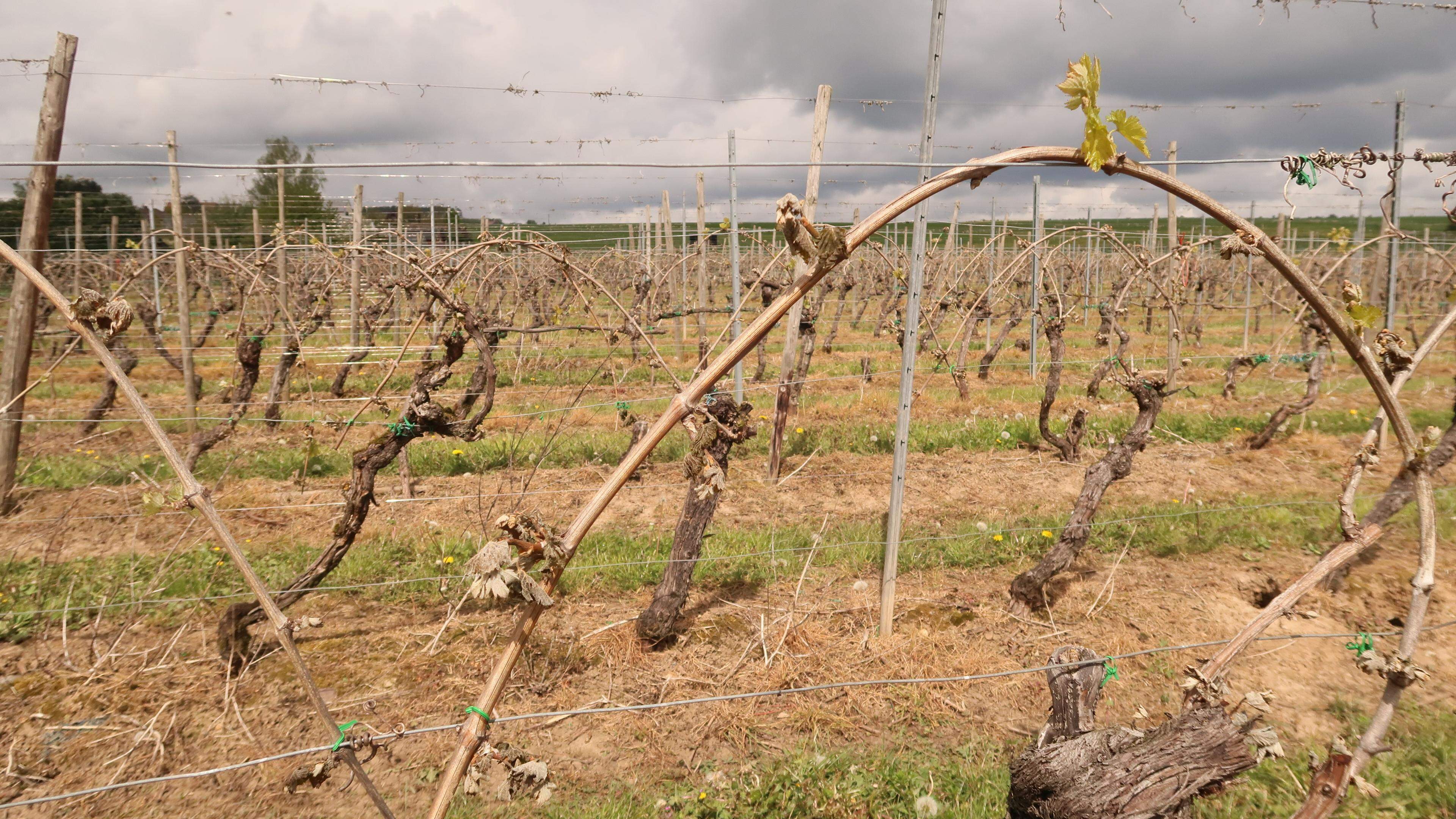 Though vines can recover from frost waves, harvests will be less bountiful this year.