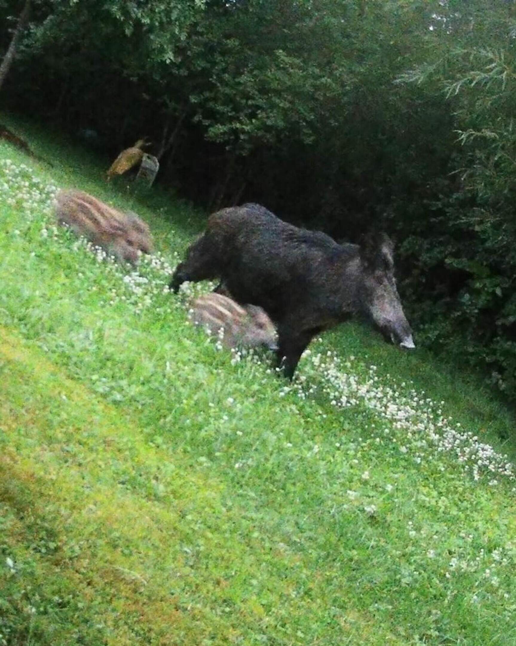 Wild boar plague in Schengen: Gardens devastated, paths closed
