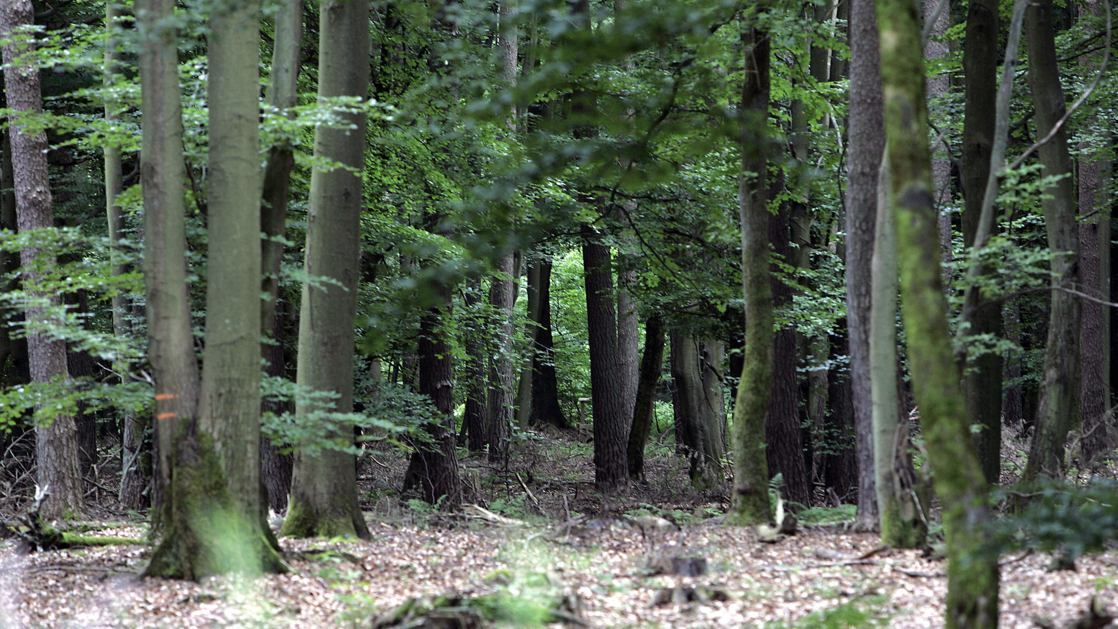 Rambrouch und sein Holz: Bürger wollen Beschluss des Gemeinderats kippen