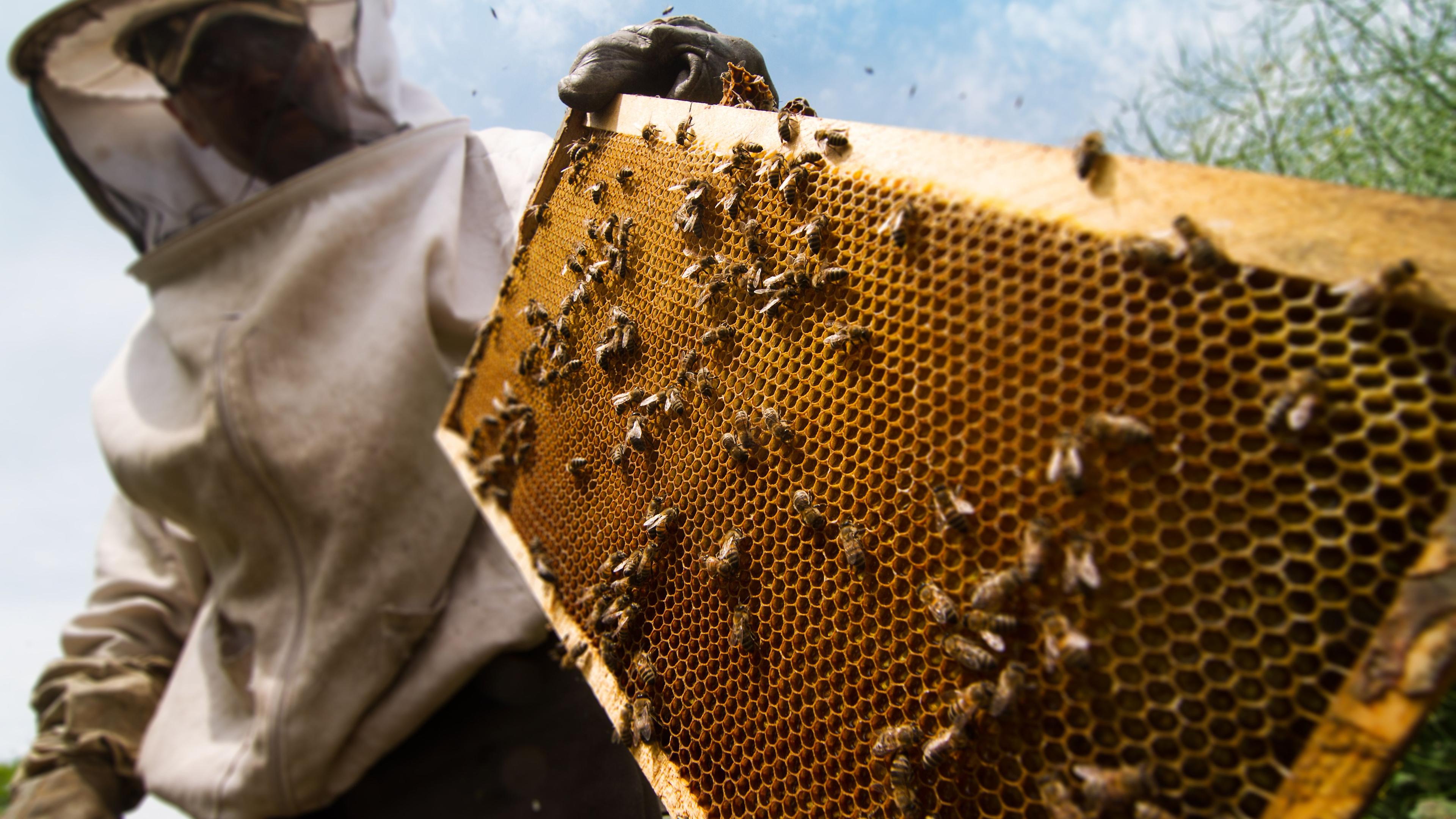 Bienenstock, Biene, Bienen, Waben, Imker, Bienenzucht