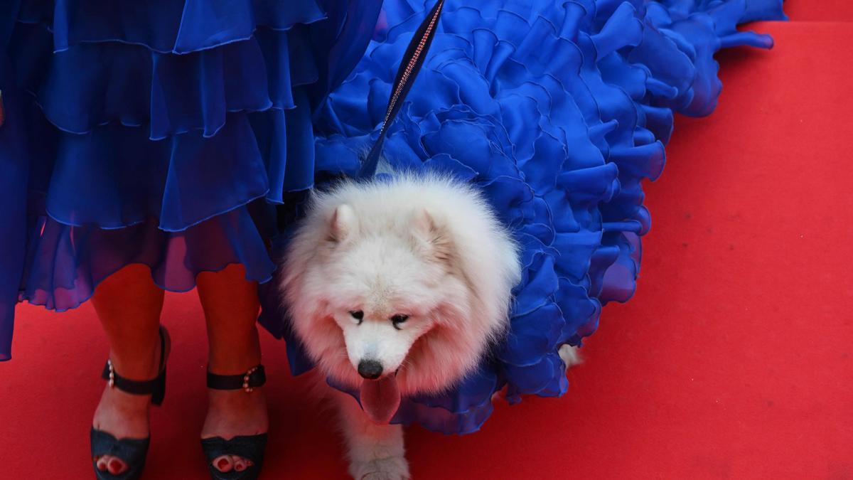 Roter-Teppich-in-Cannes-Die-wahre-Diva-hat-Fell-und-Pfoten