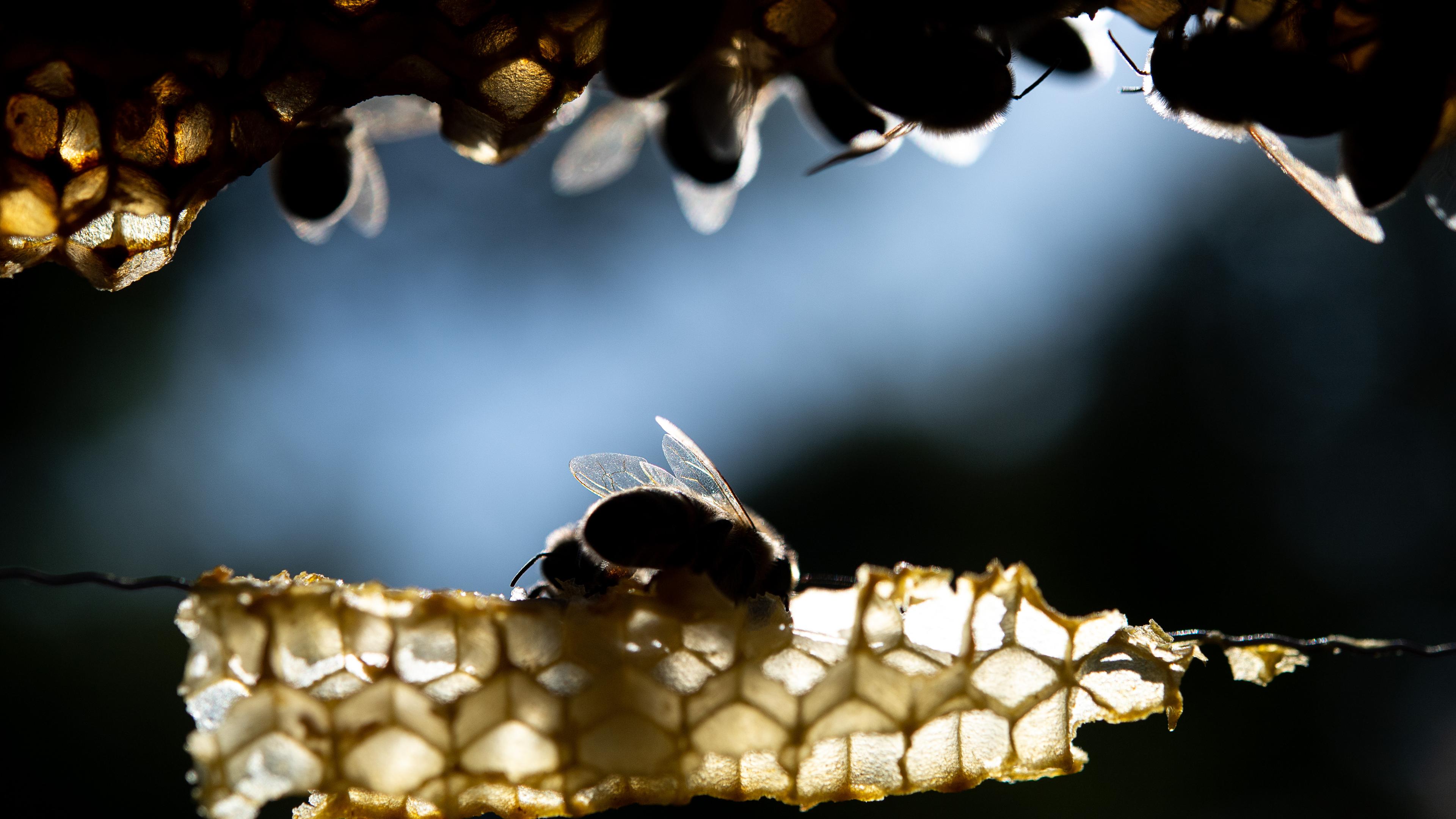 Rund 11.000 Profi- und Hobbyimker bewirtschaften in Slowenien an die 200.000 Bienenstöcke. 