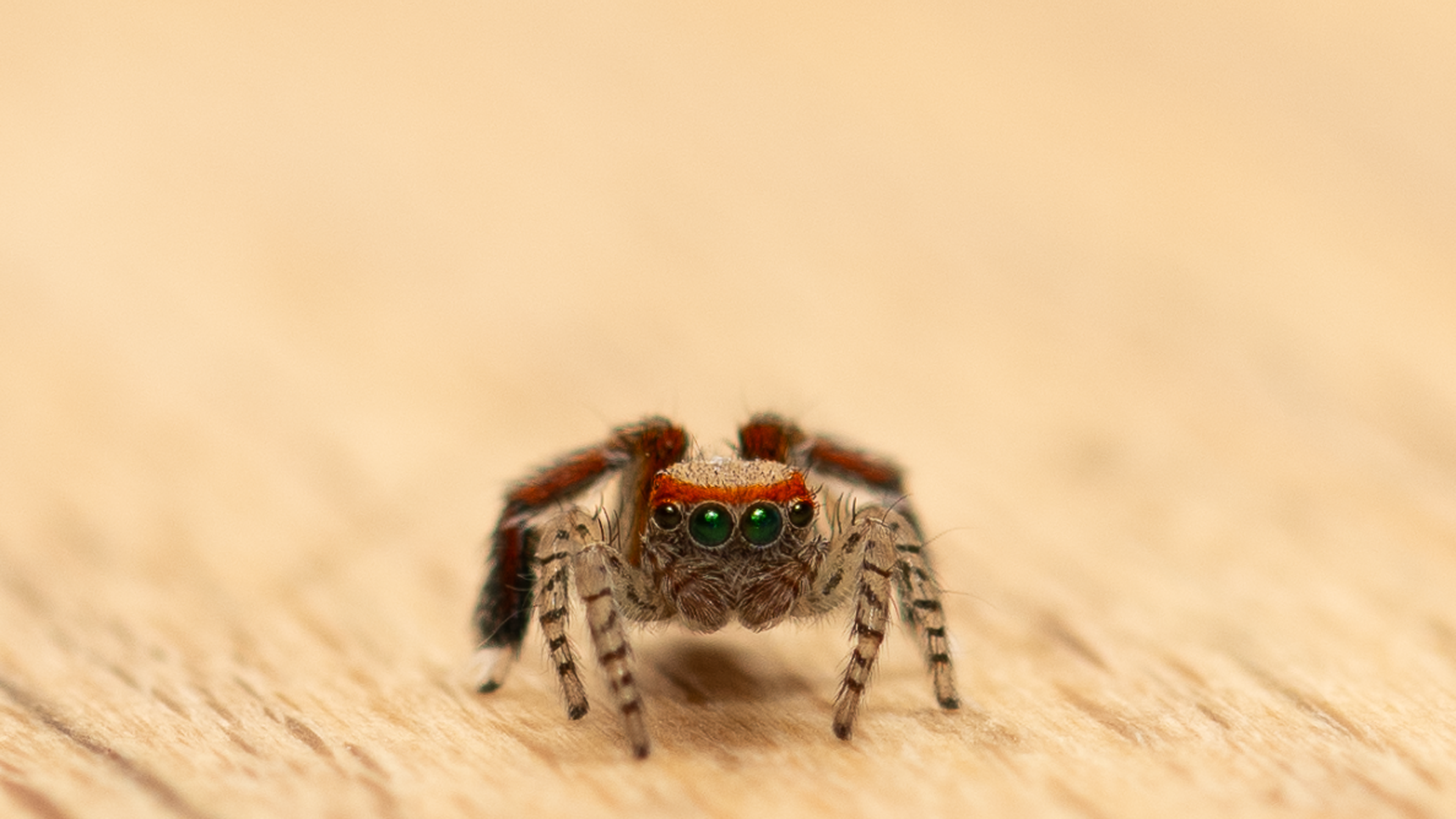 New spider species from southern Europe reaches Luxembourg
