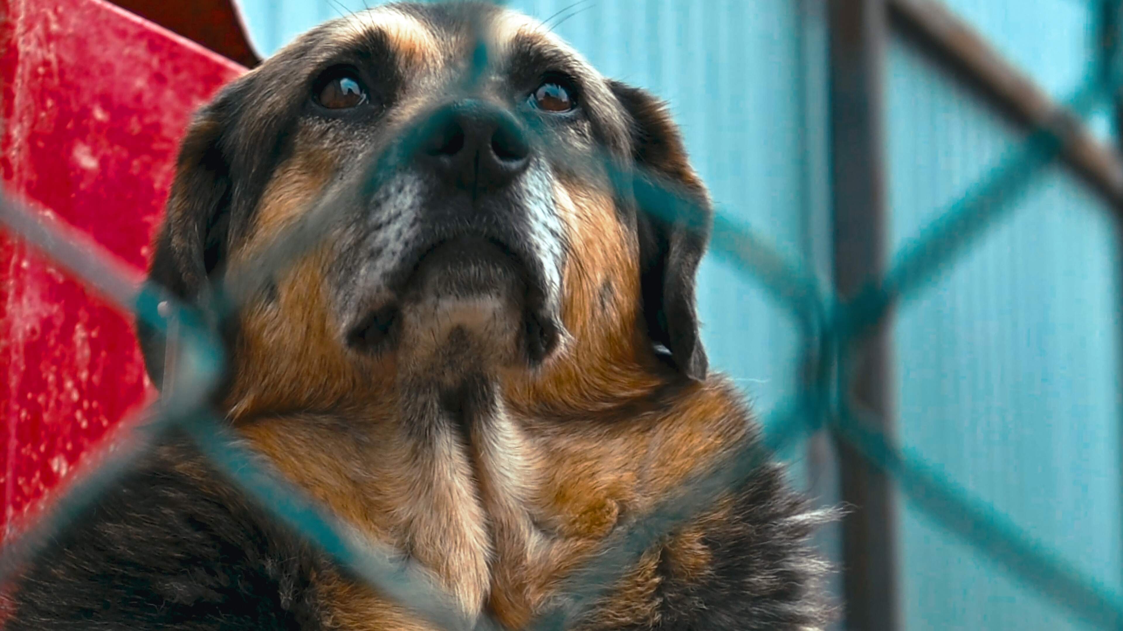Vernachlässigte Hunde in Remich: Die Strafe ist ge