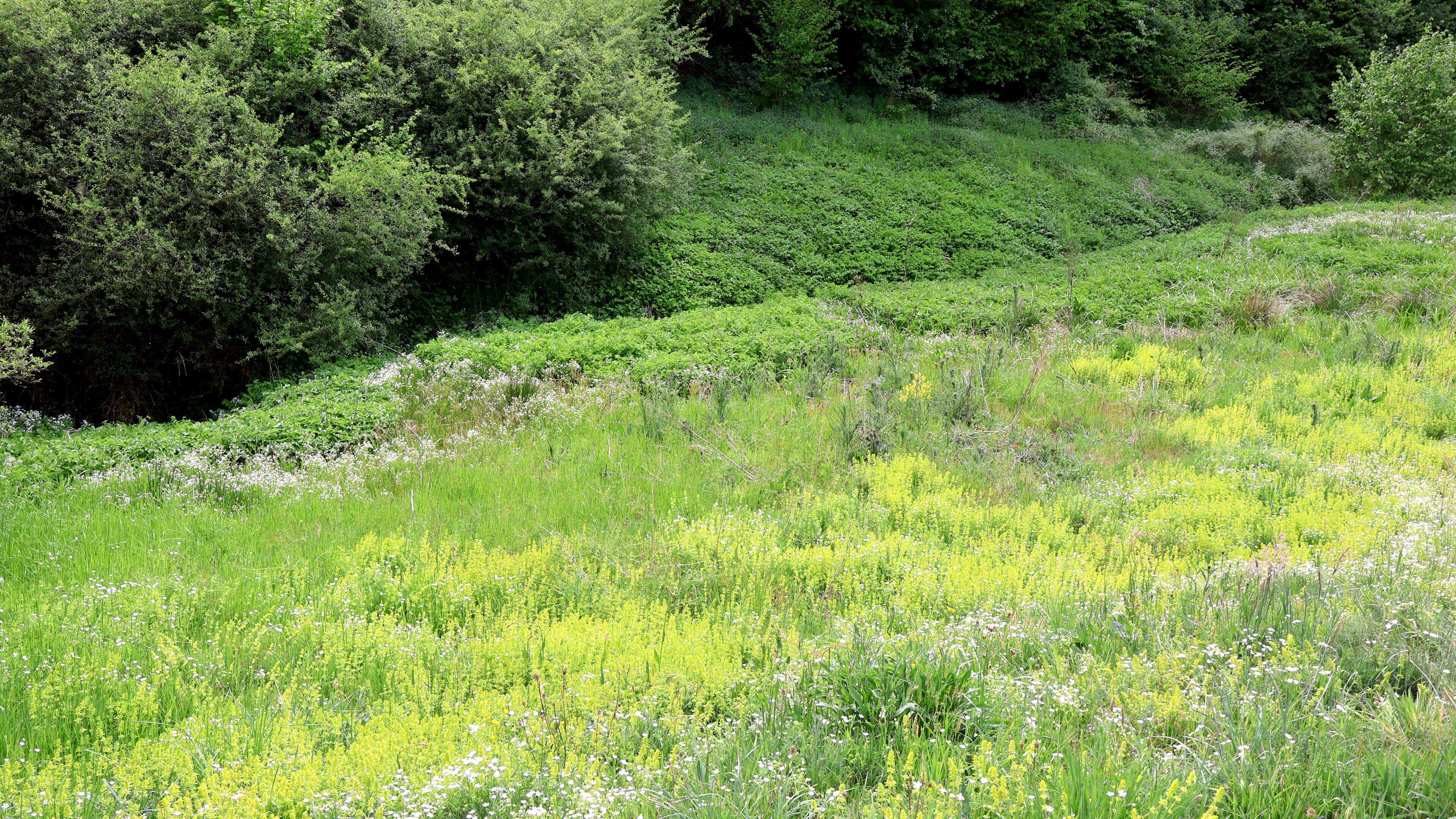 A flower meadow as before | Luxembourg word