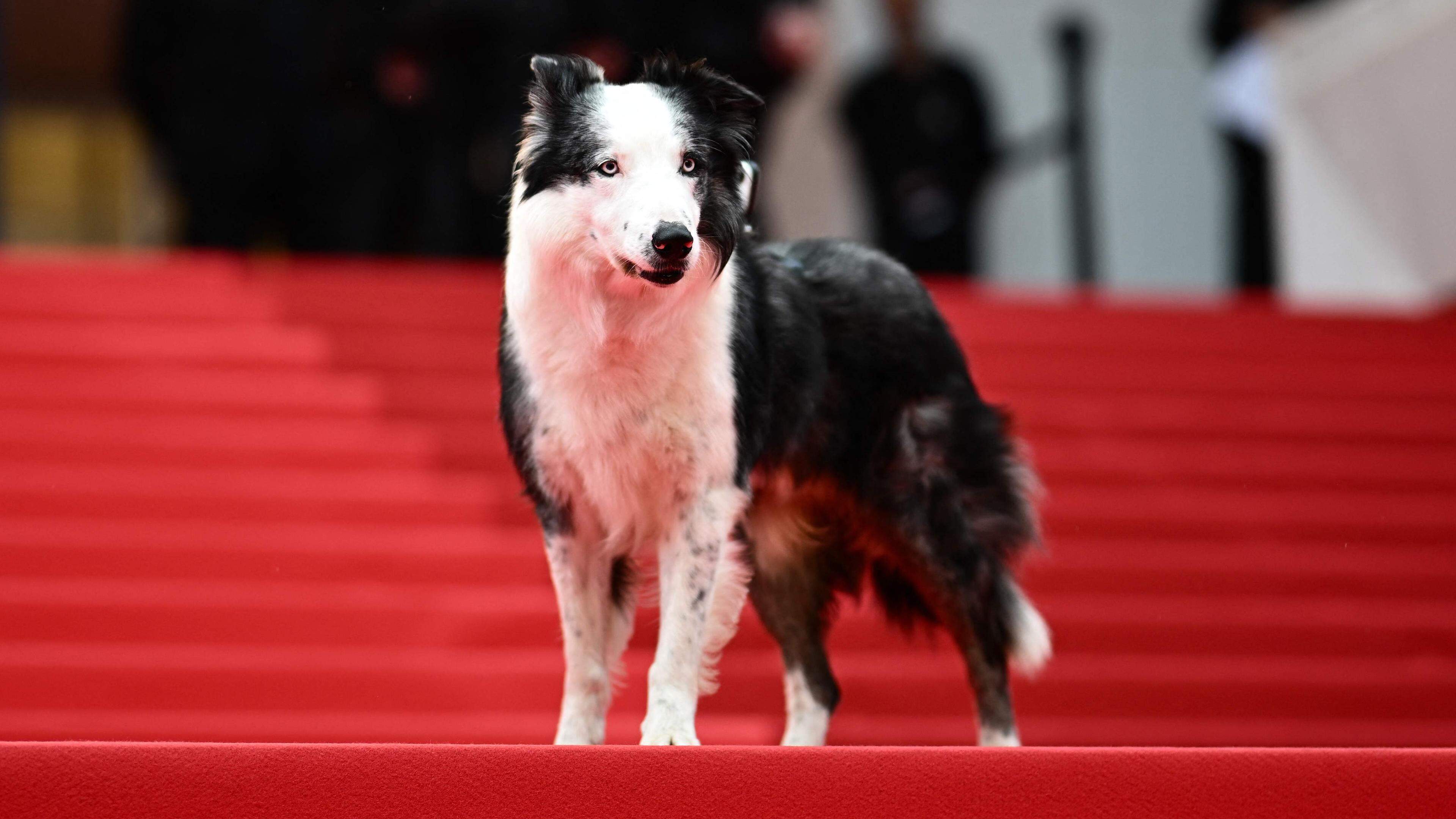 Messi, the dog star of the film 'Anatomie d'une Chute' (Anatomy of a Fall) poses as he arrives for the Opening Ceremony and the screening of the film "Le Deuxieme Acte" at the 77th edition of the Cannes Film Festival in Cannes, southern France, on May 14, 2024. (Photo by LOIC VENANCE / AFP)