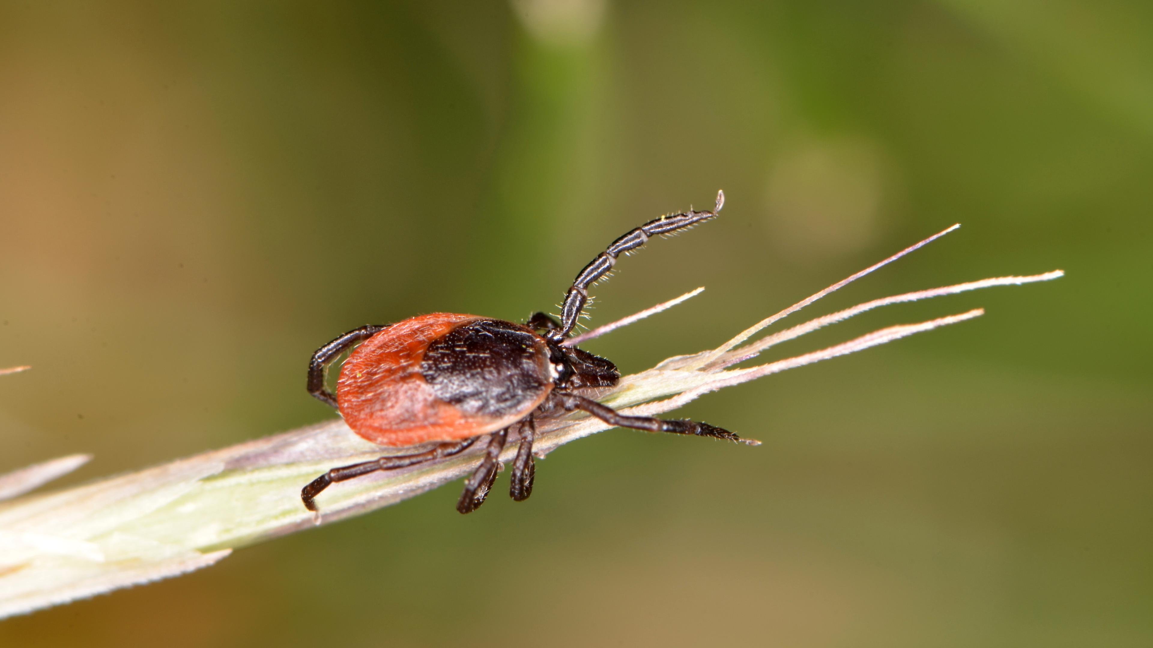Microbiologist: « Ticks don’t jump on humans »