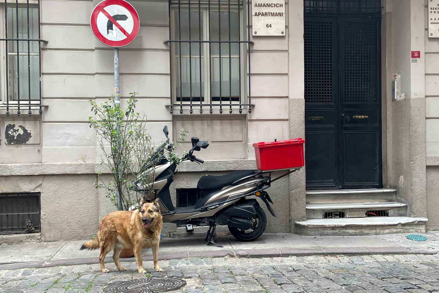 Tiersch Tzer Alarmiert T Rkei Will Tausende Hunde Einschl Fern Lassen