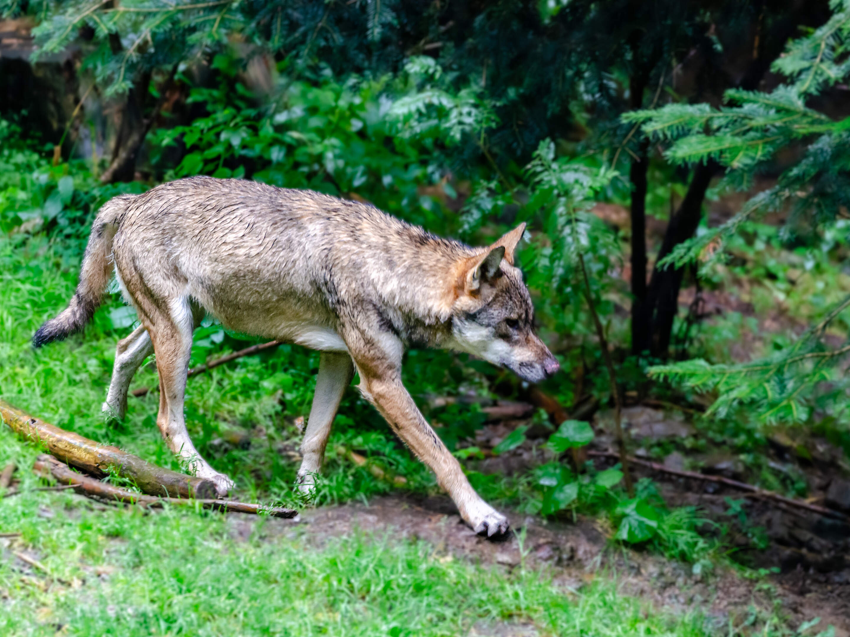 Wolf zum Abschuss? Warum es in Luxemburg wohl nicht dazu kommt |  Luxemburger Wort