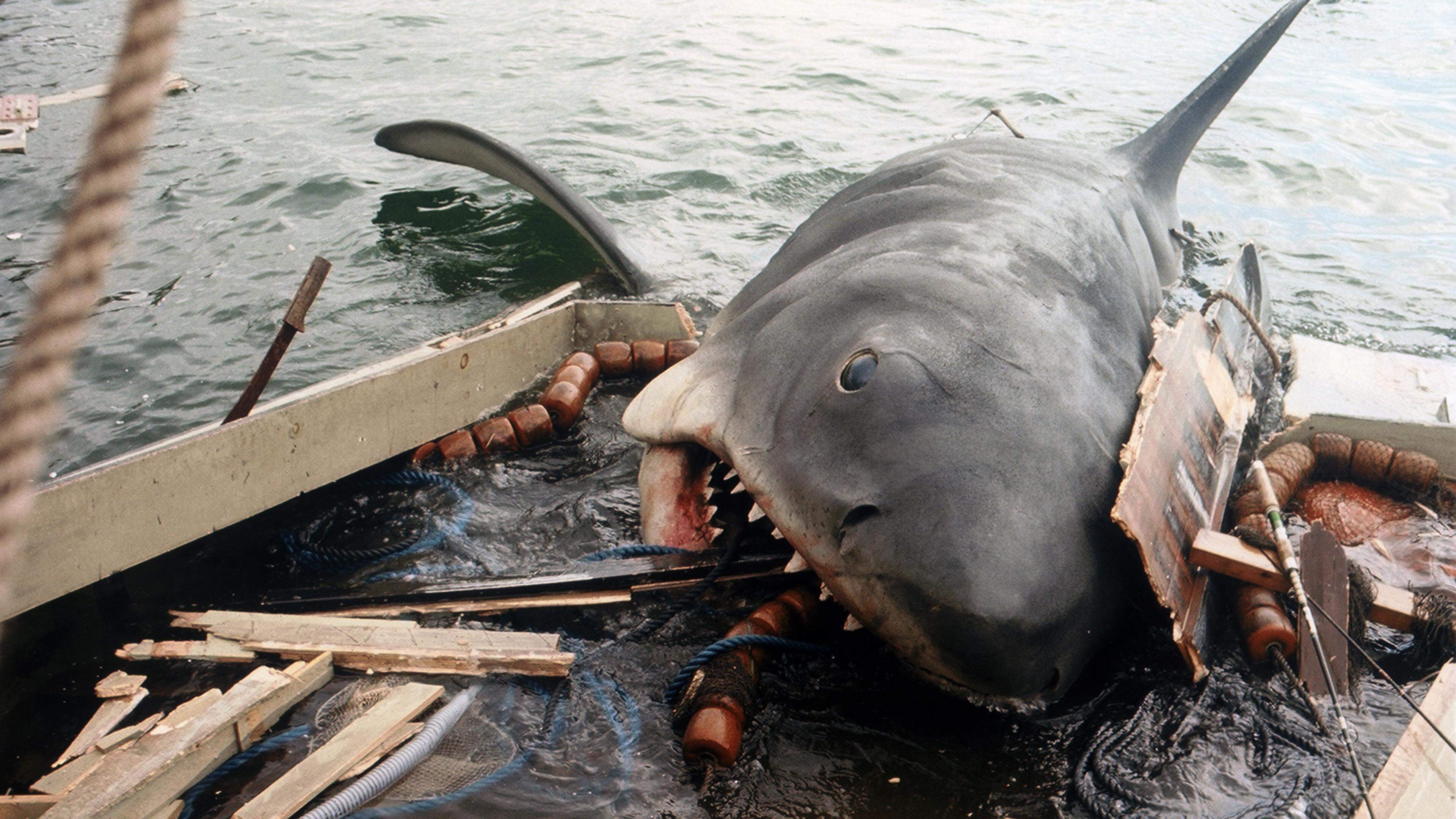 When the white shark strikes again