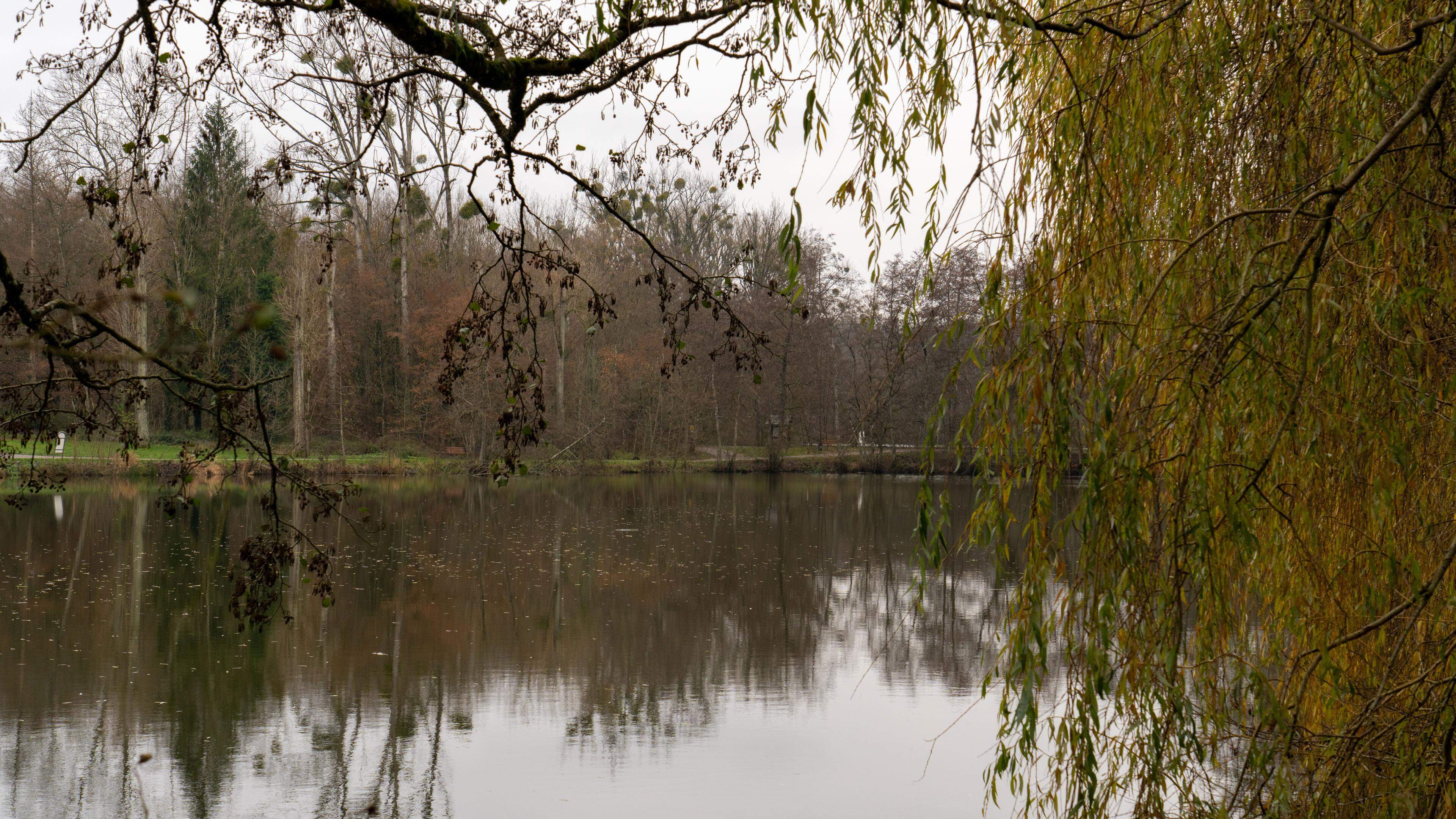 Warum der Weiher in Kockelscheuer bald leer sein wird | Luxemburger Wort