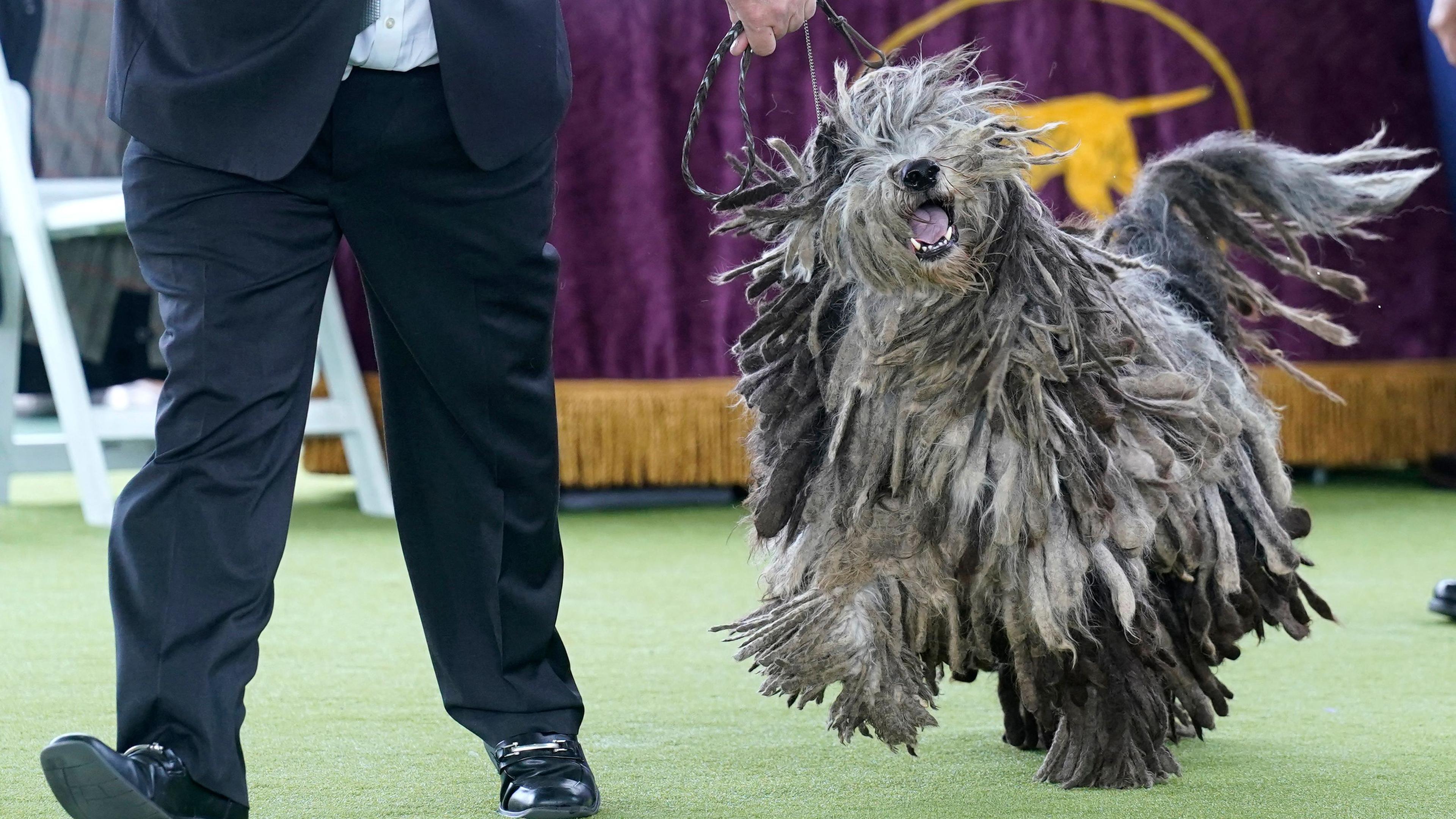 A Bergamasco Sheepdog in the judging area during the 148th Annual Westminster Kennel Club Dog Show at the Arthur Ashe Stadium in New York City on May 13, 2024. (Photo by TIMOTHY A. CLARY / AFP)