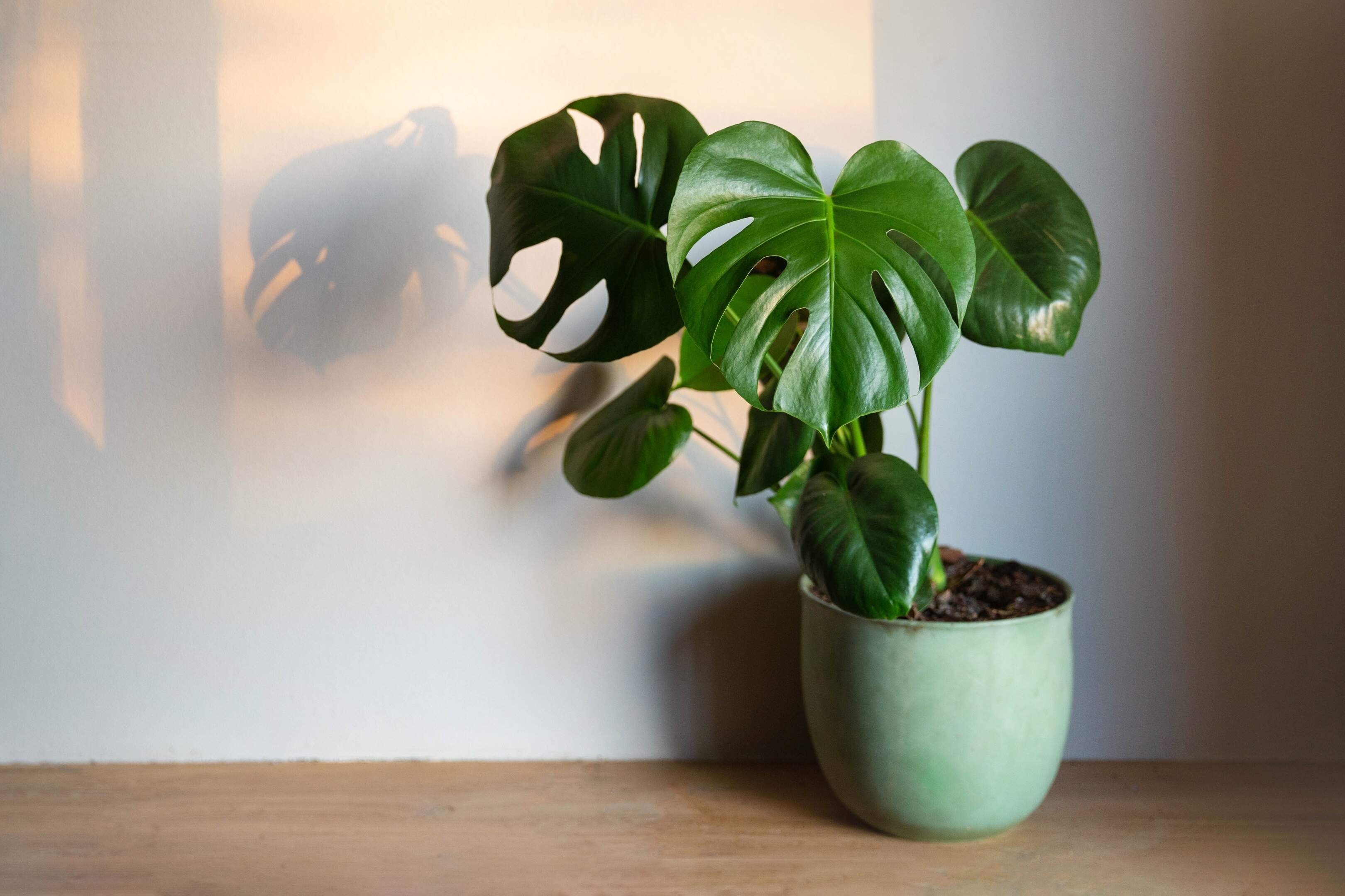 Warum die Zimmerpflanze Monstera so beliebt bleibt | Luxemburger Wort